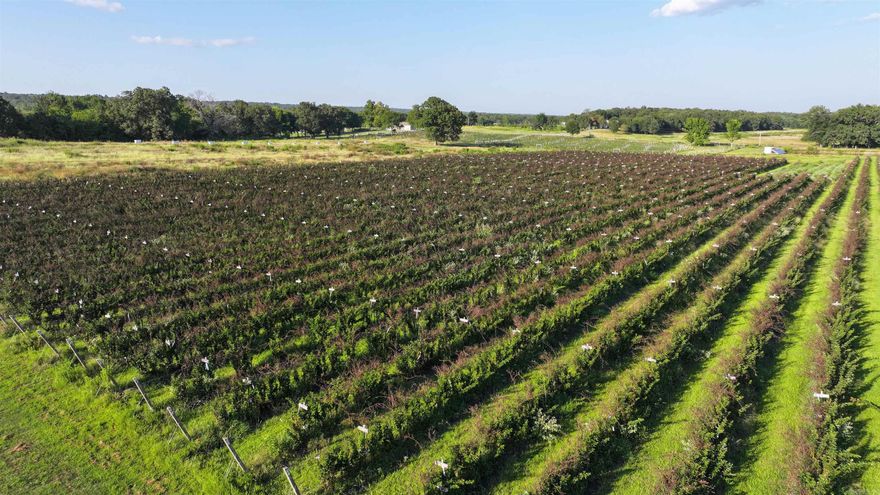 Beary-Licious Organic Blackberry Farm is a premier, income-producing organic agricultural property located in the heart of Faulkner County, Arkansas. Fully USDA-organic certified and planted exclusively in the Organic Ponca variety of blackberries, this boutique farm offers an exceptional opportunity for investors or buyers seeking a high-value, sustainable asset in one of the fastest-growing sectors of American agriculture. Located just 20 minutes from Conway and under 45 minutes to Little Rock, Beary-Licious Organic Blackberry Farm offers both the tranquility of the countryside and convenient access to major markets and distribution routes. For those seeking a smart agricultural investment with brand equity, strong margins, and long-term scalability, this property delivers on every level.