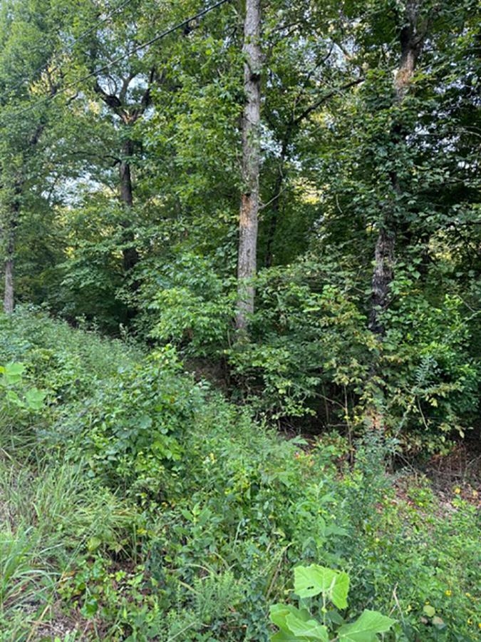 Sherwood Forrest - Land