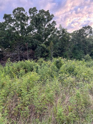 2 BALLARD RD, VILONIA, AR 72173 - Image 20ecf171279d2b5ad37f2a2d34310e08/3363938523