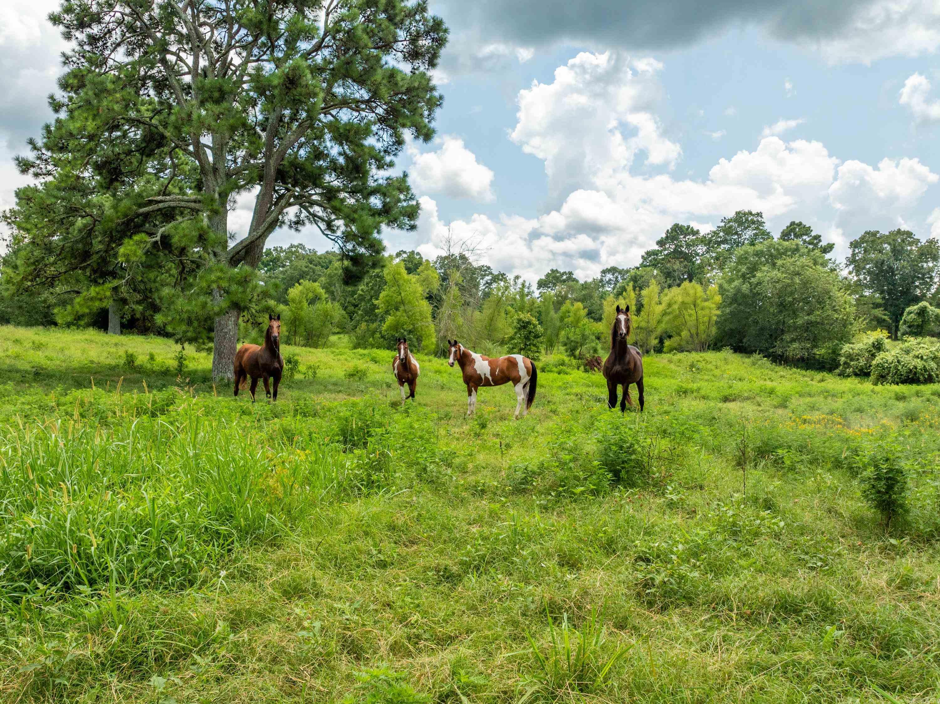Lake Hamilton Outside - Farm