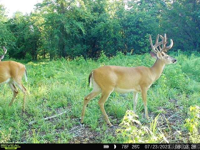 ***HUGE PRICE REDUCTION*** Absolutely gorgeous farm in Rose Bud, AR (Sidon). 2800 ft of highway frontage. 239.16 acres of rolling hills and timber. This property was in the same family for over 100 years. Abundant deer and turkey flourish here in the pines, hardwoods and overgrown pastures. Power water and septic service the old home that was built in 1935 (No real value given for the house). Old barns built in the same time period still stand. Fully fenced and cross fenced for cattle. <$5,000/acre There are numerous building sites all across the property that would give beautiful views of the surrounding country. Little Creek Runs through the south end of the property. There are also 2 stocked ponds near the house. The furthest southern block from the creek is the highest point and offers amazing views to the east and south of the valley. 27 acres of pasture are being reclaimed and planted as we speak. Over 3.5 miles of newly mulched trails and road make access super easy across the whole property. **WILLING TO SUBDIVIDE INTO 20+ ACRE TRACTS**