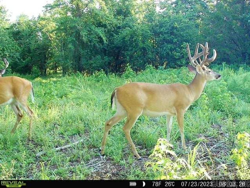 ***HUGE PRICE REDUCTION***  Absolutely gorgeous farm in Rose Bud, AR (Sidon).  2800 ft of highway frontage.  239.16 acres of rolling hills and timber. This property was in the same family for over 100 years. Abundant deer and turkey flourish here in the pines, hardwoods and overgrown pastures. Power water and septic service the old home that was built in 1935 (No real value given for the house). Old barns built in the same time period still stand. Fully fenced and cross fenced for cattle.  <$5,000/acre  There are numerous building sites all across the property that would give beautiful views of the surrounding country.  Little Creek Runs through the south end of the property. There are also 2 stocked ponds near the house.  The furthest southern block from the creek is the highest point and offers amazing views to the east and south of the valley.  27 acres of pasture are being reclaimed and planted as we speak. Over 3.5 miles of newly mulched trails and road make access super easy across the whole property.   **WILLING TO SUBDIVIDE INTO 20+ ACRE TRACTS**