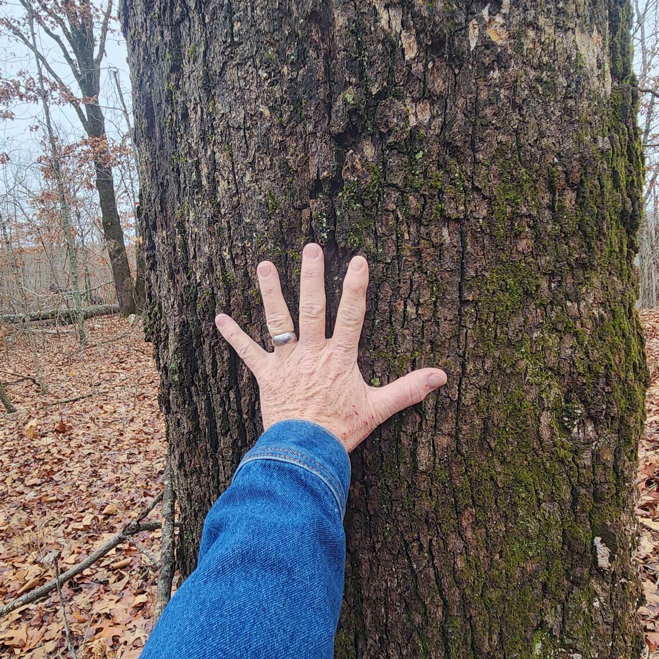 Vagabond Heights - Land