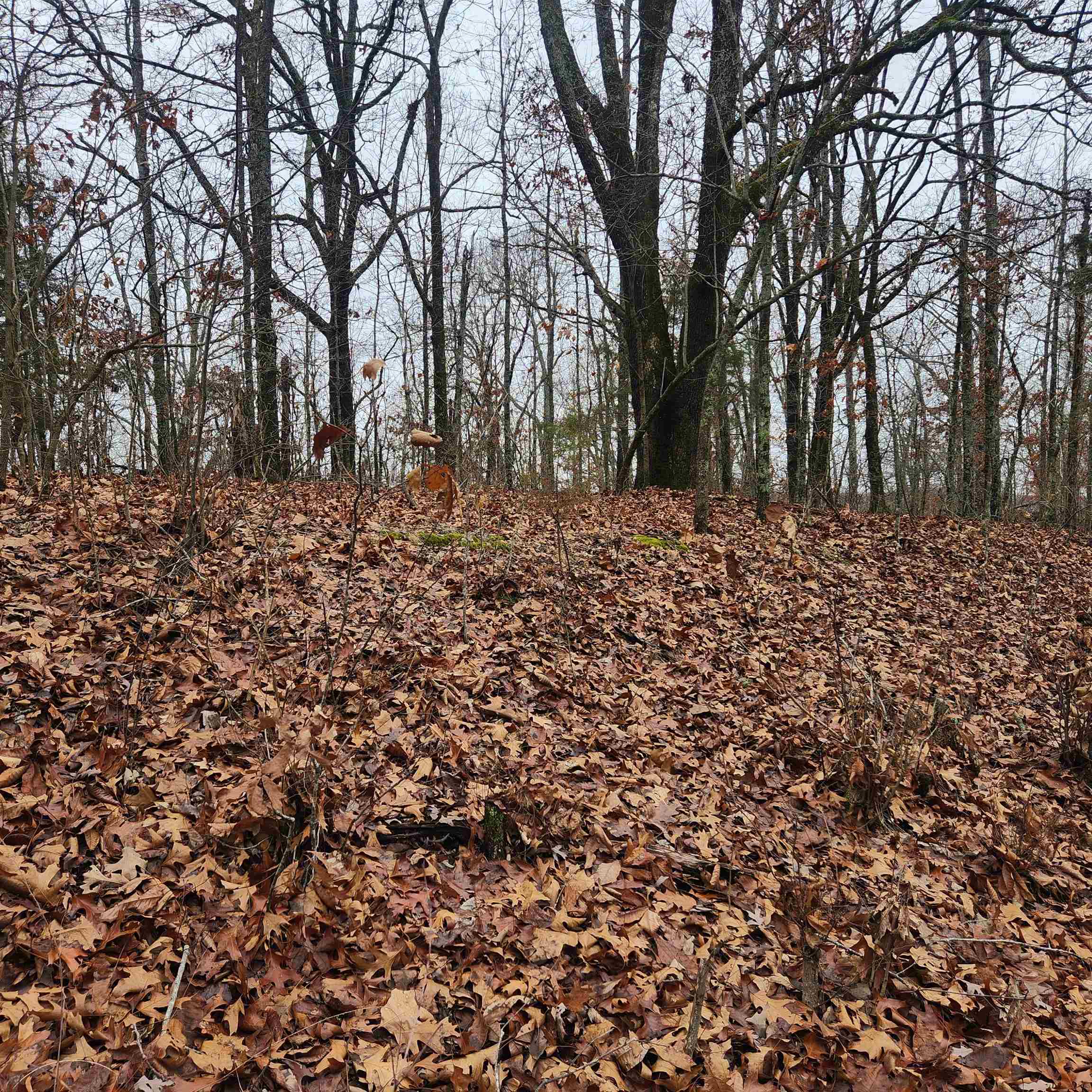 Vagabond Heights - Land