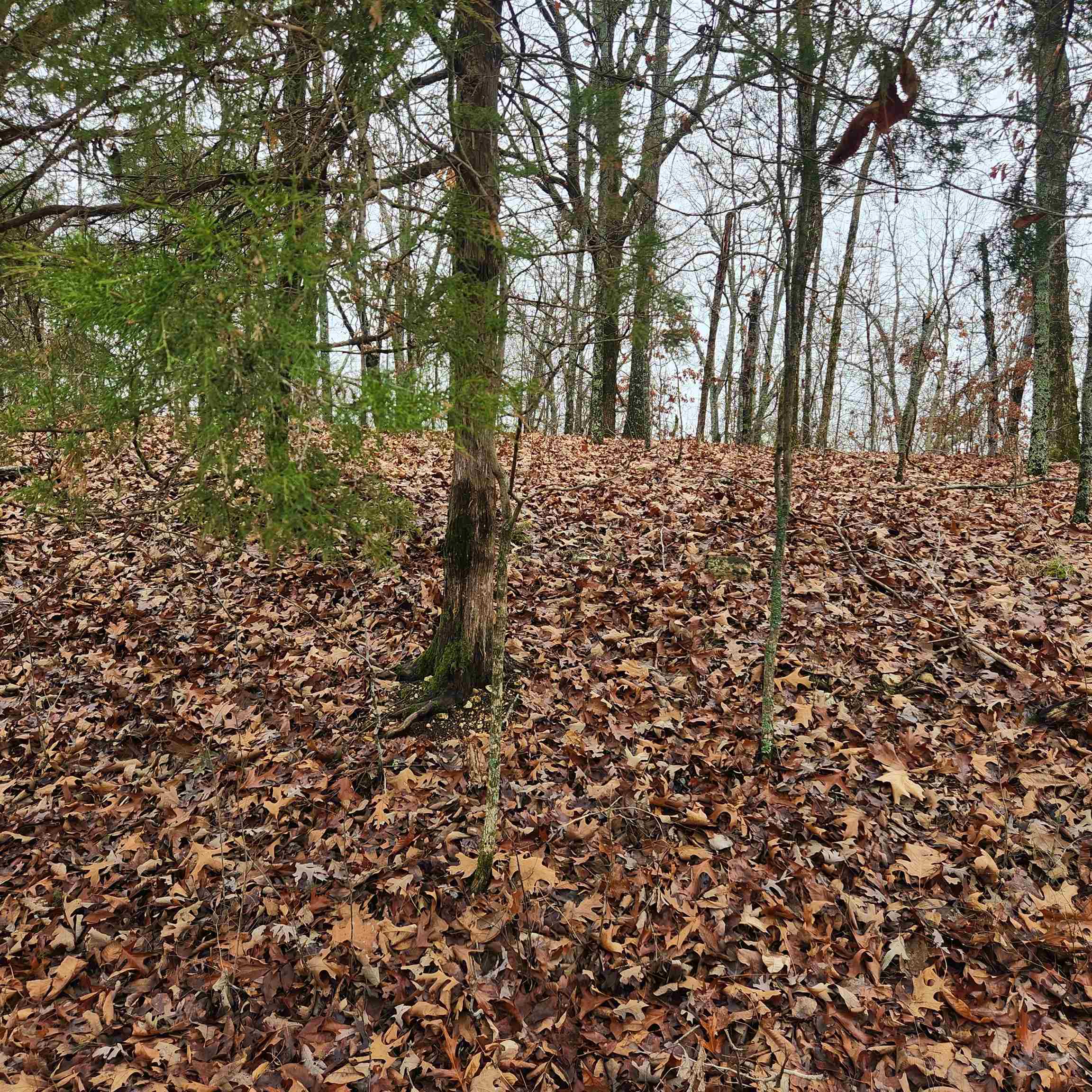 Vagabond Heights - Land