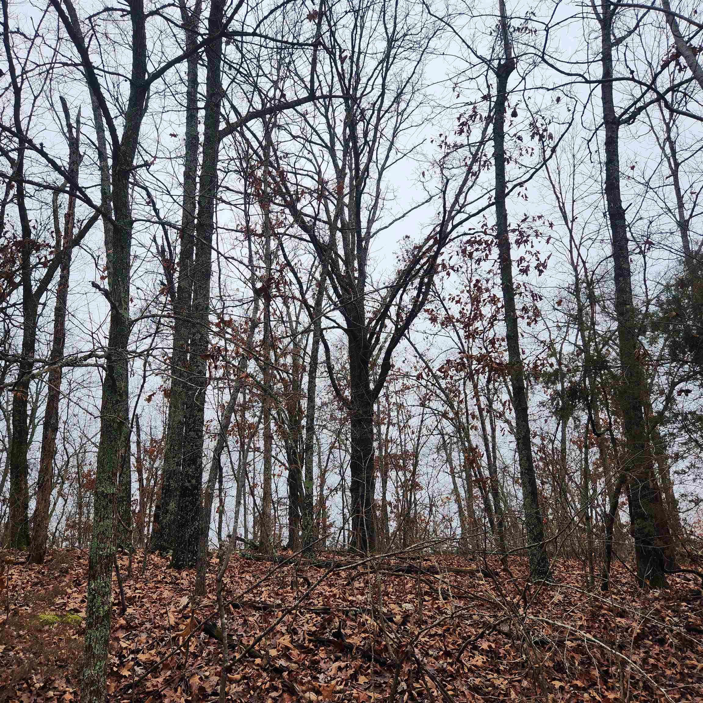 Vagabond Heights - Land