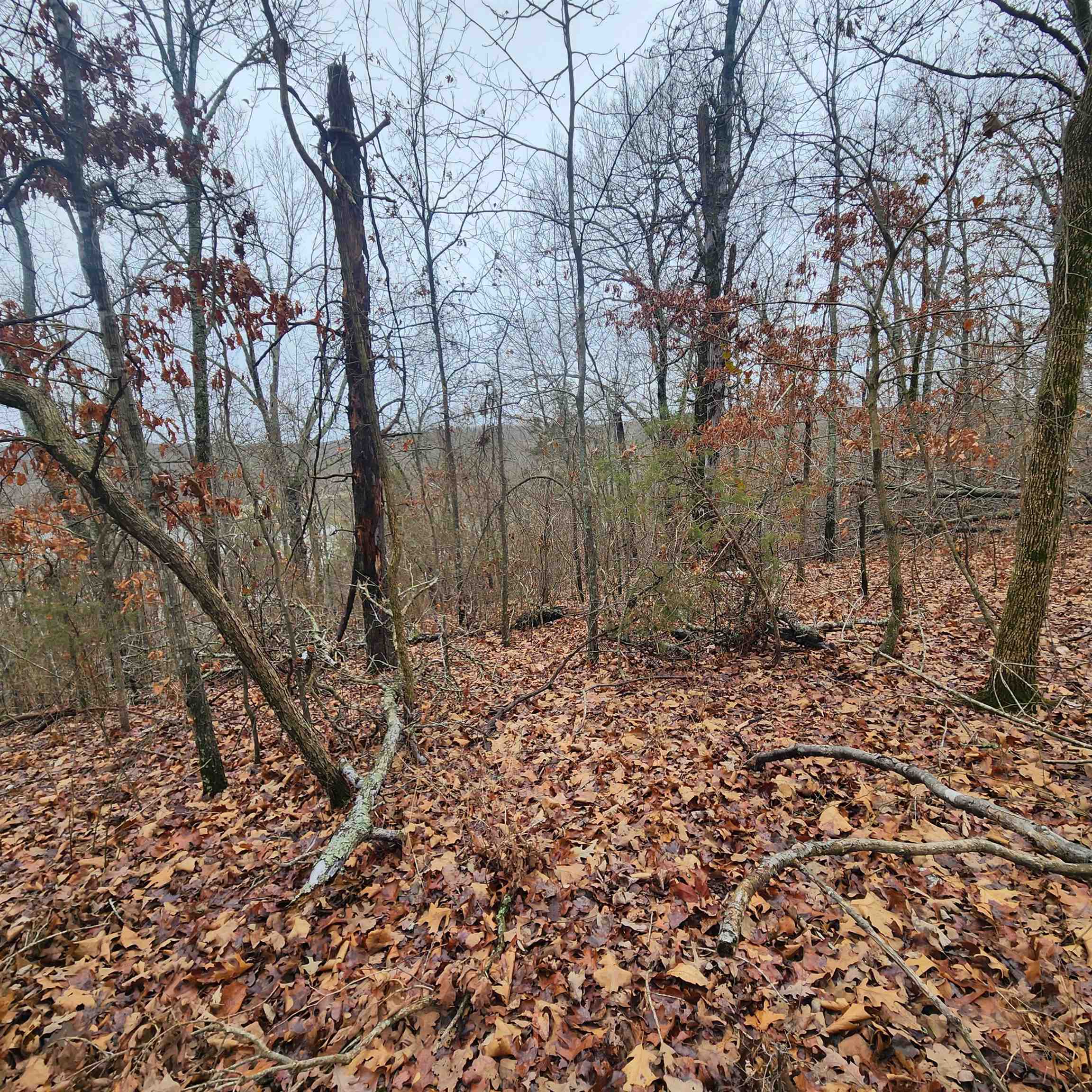 Vagabond Heights - Land