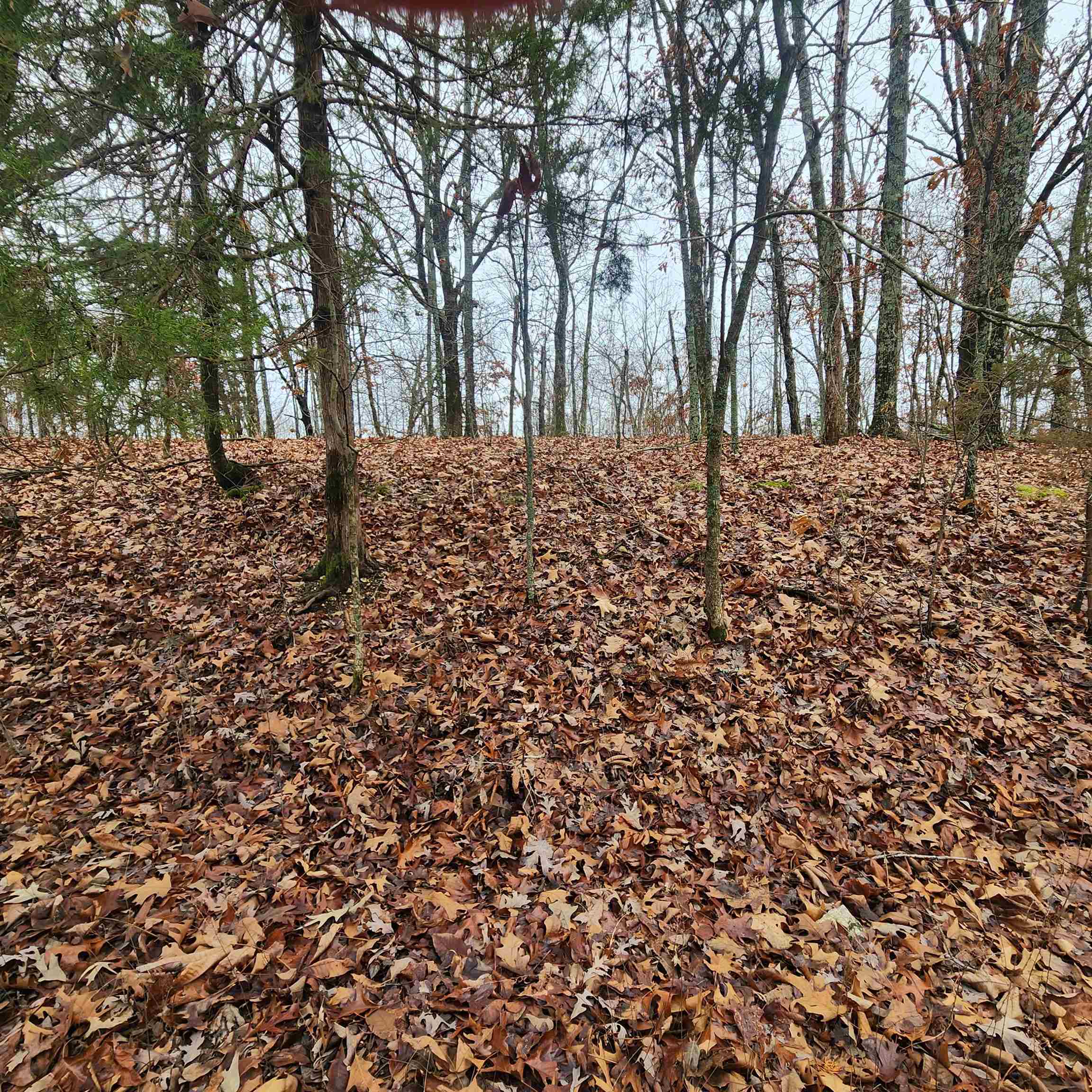 Vagabond Heights - Land