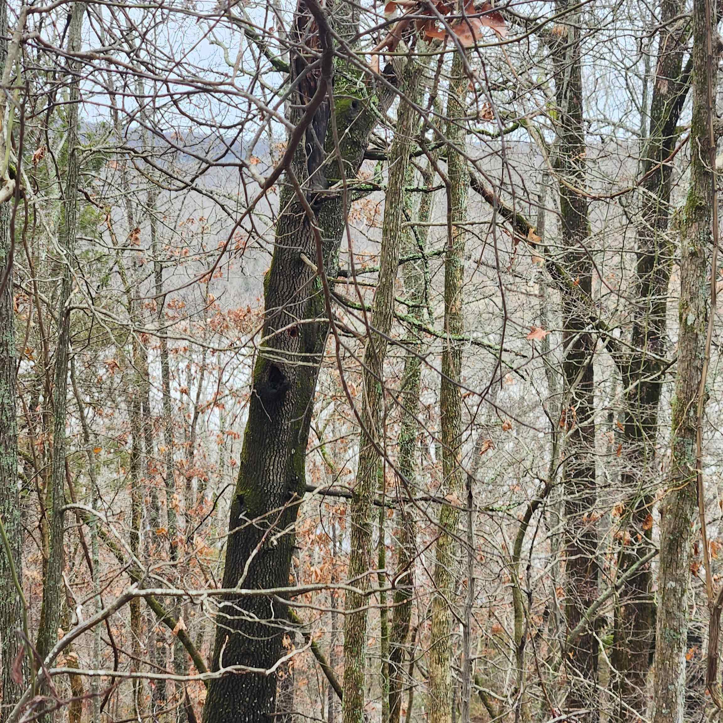 Vagabond Heights - Land