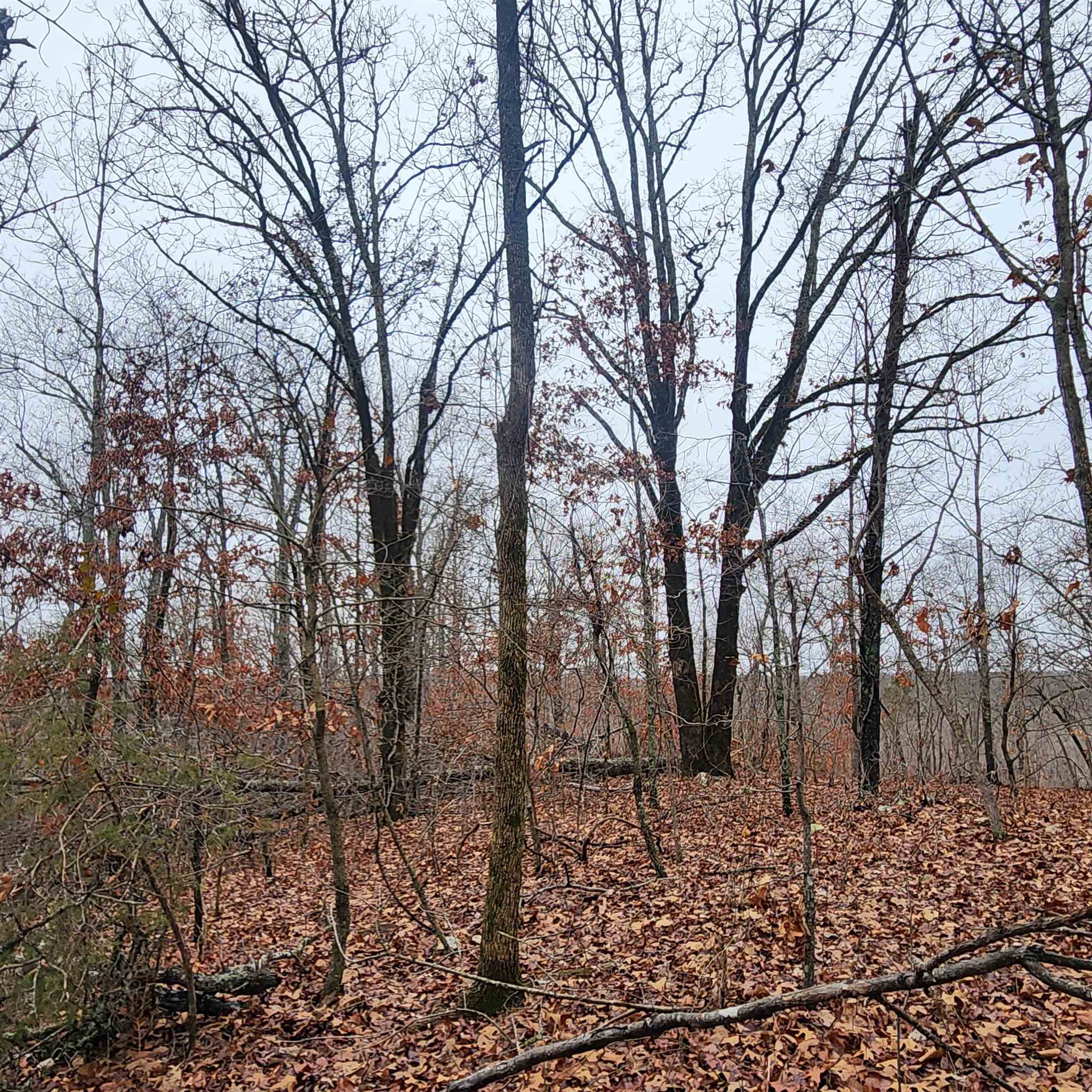 Vagabond Heights - Land