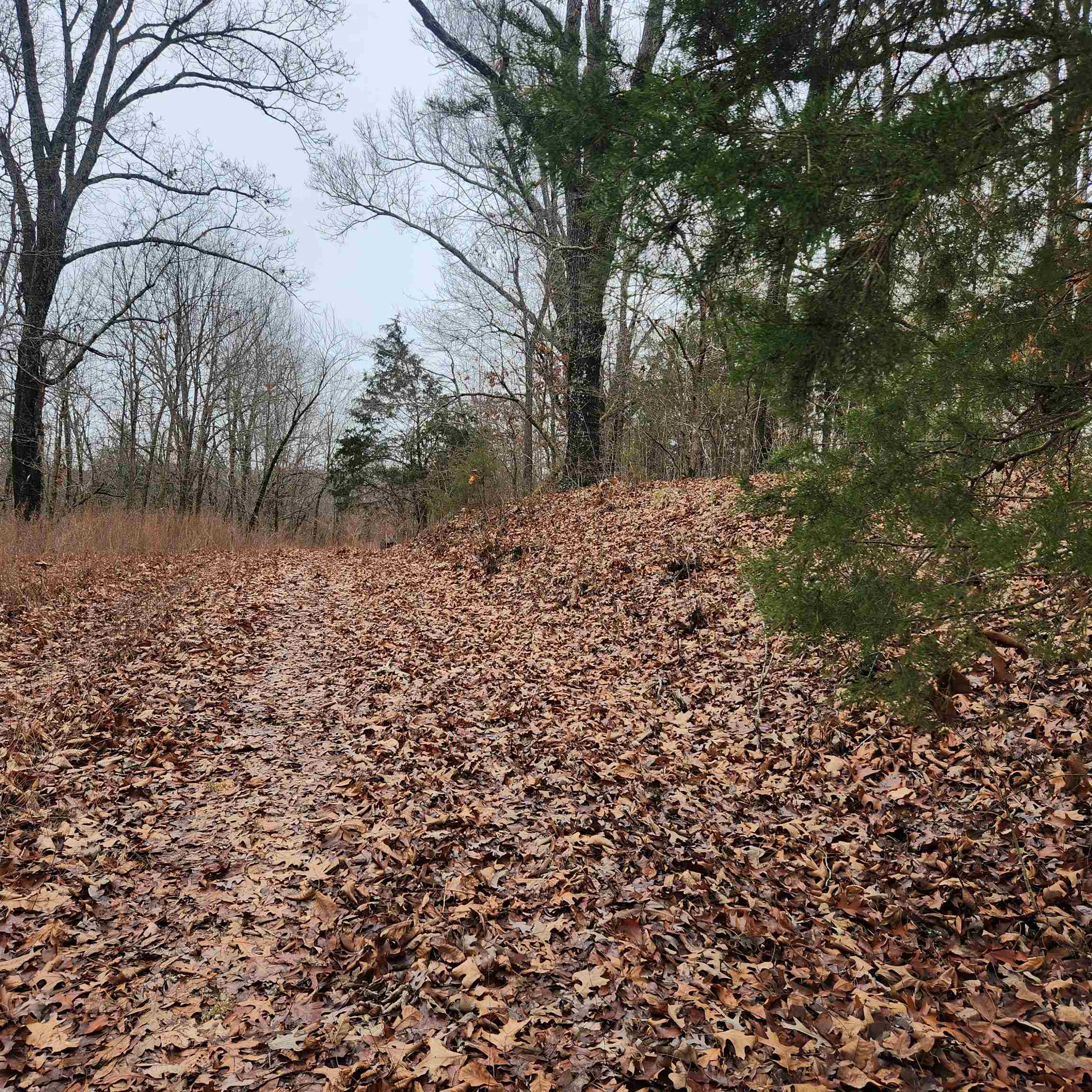 Vagabond Heights - Land