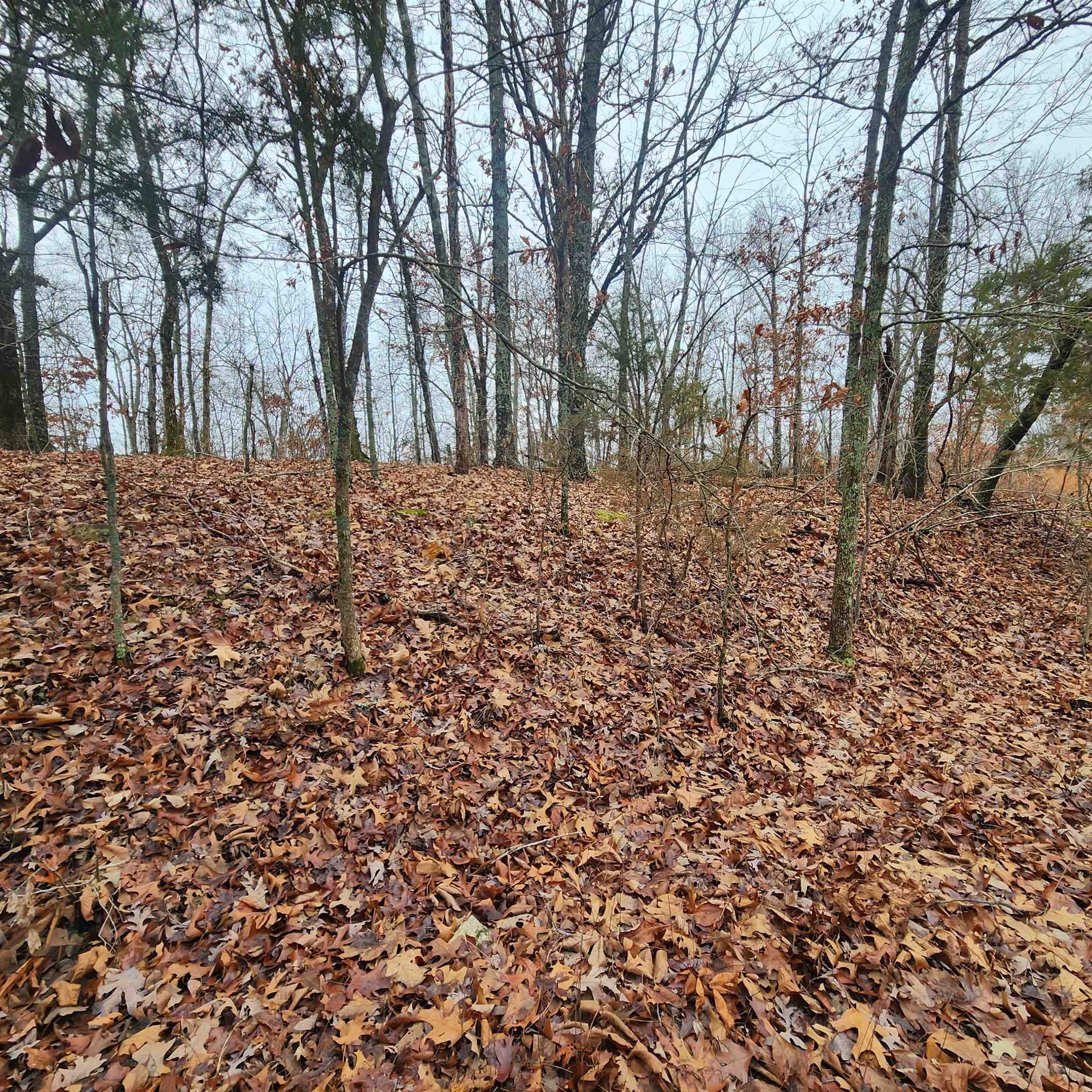 Vagabond Heights - Land