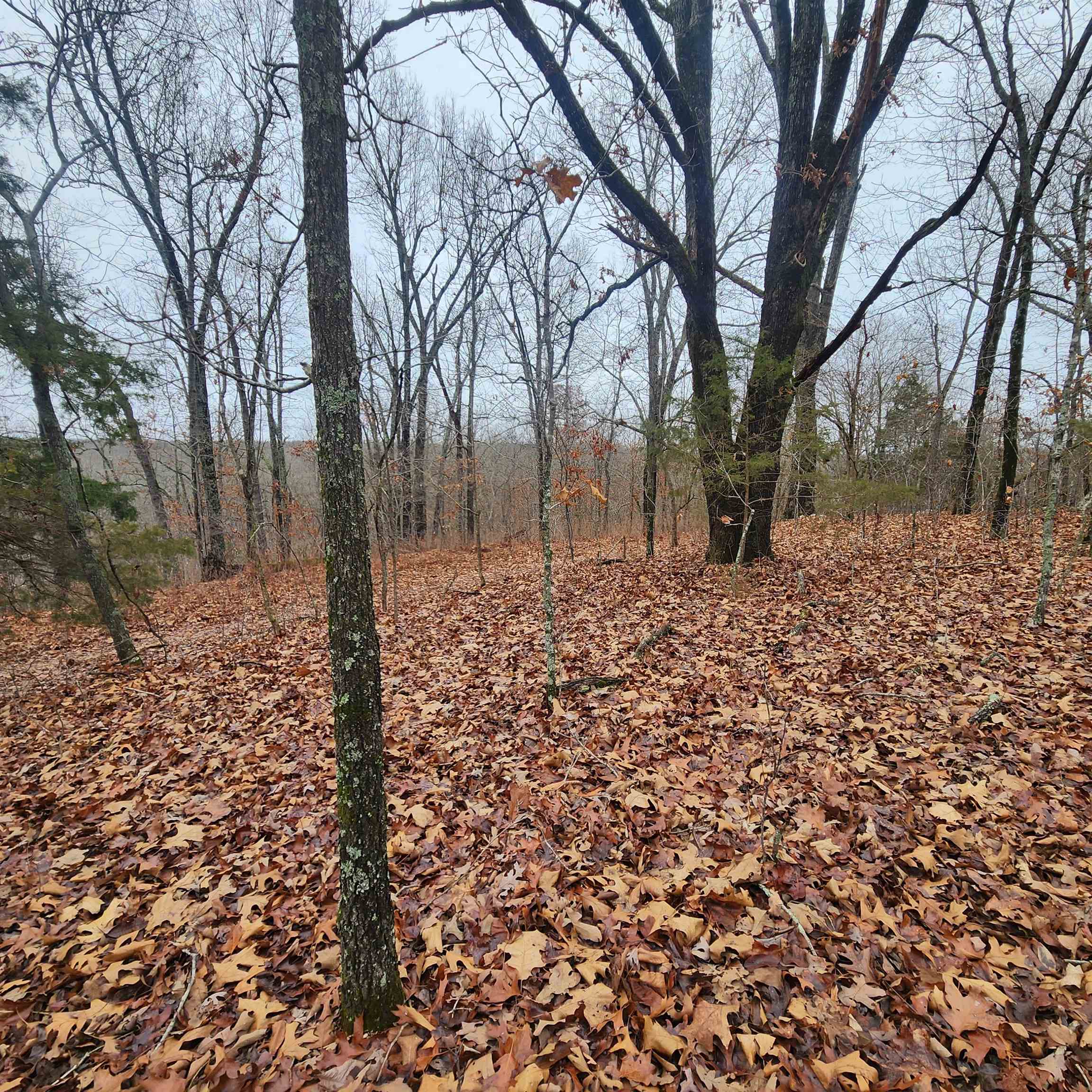 Vagabond Heights - Land