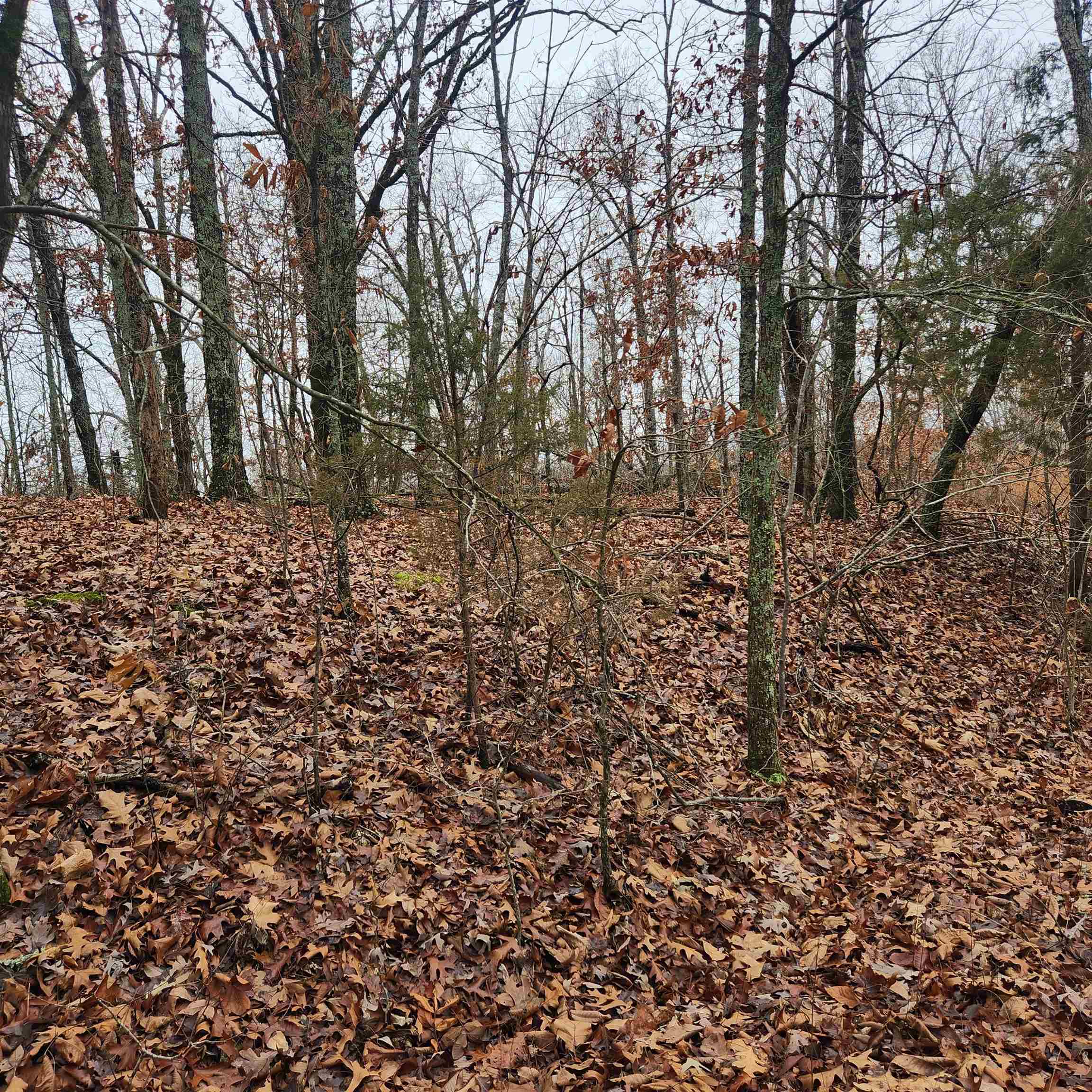 Vagabond Heights - Land