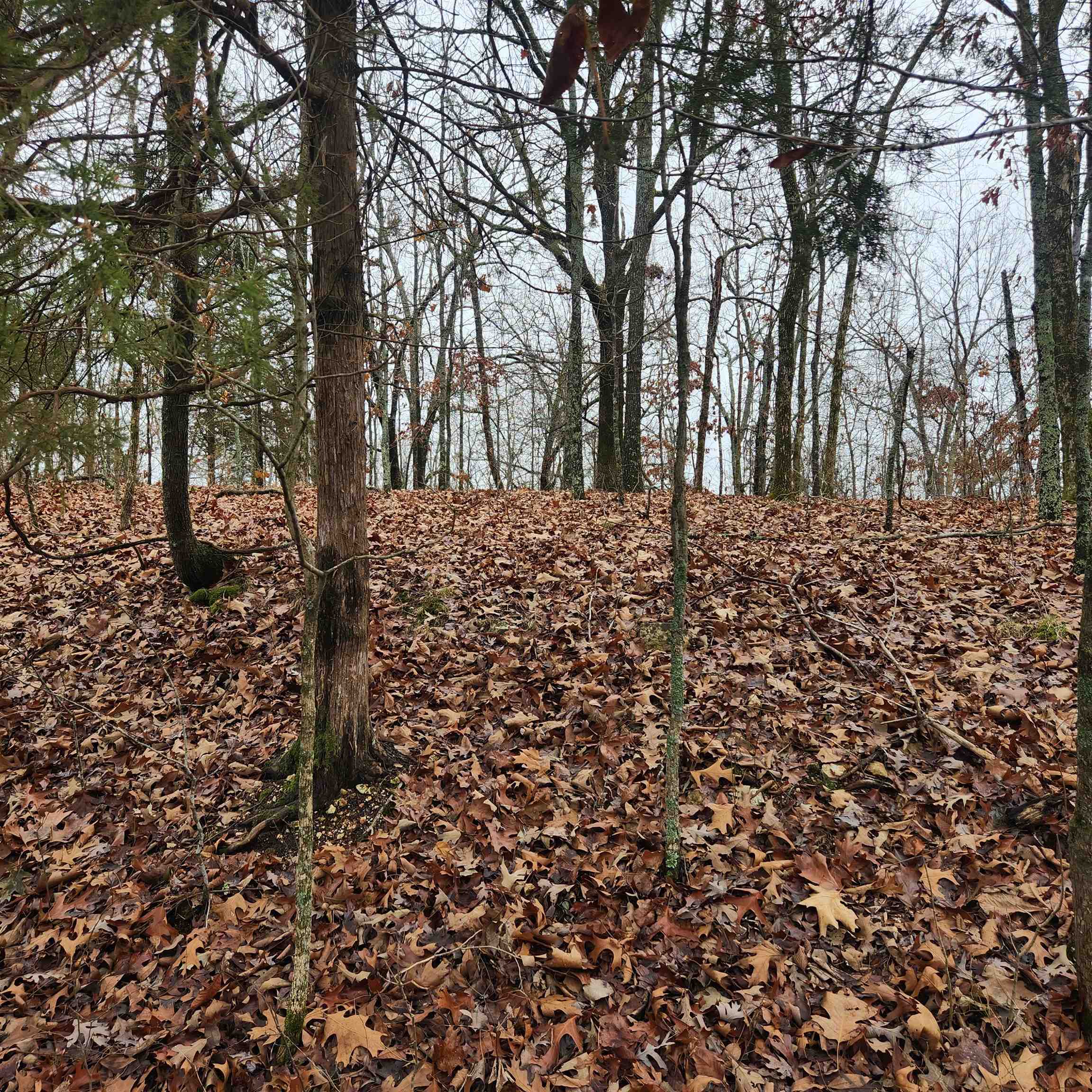 Vagabond Heights - Land