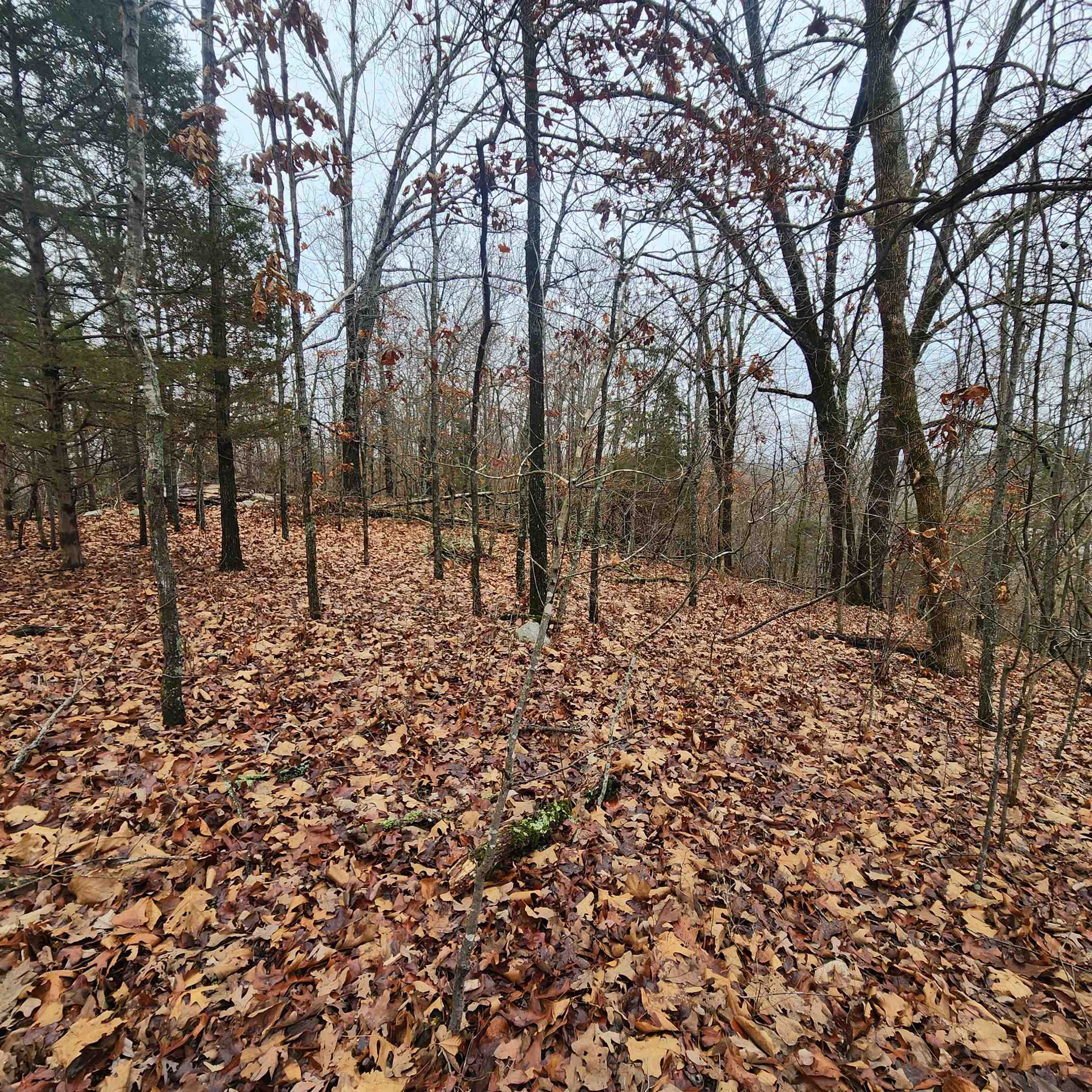 Vagabond Heights - Land