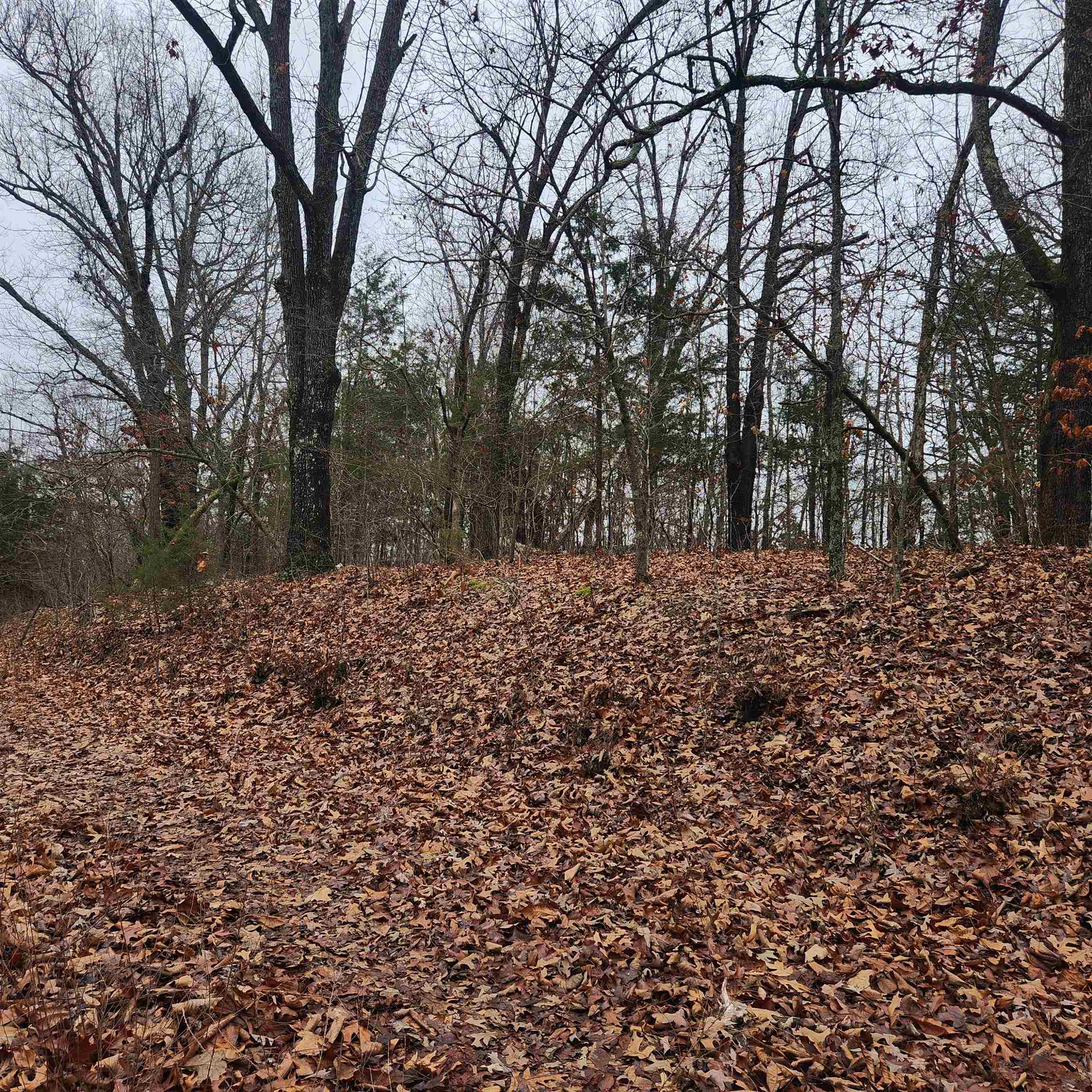 Vagabond Heights - Land