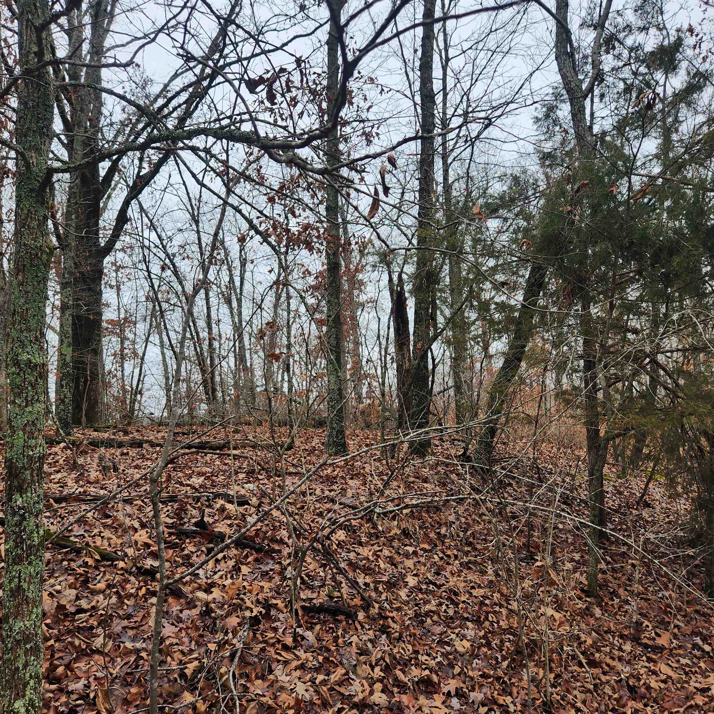 Vagabond Heights - Land