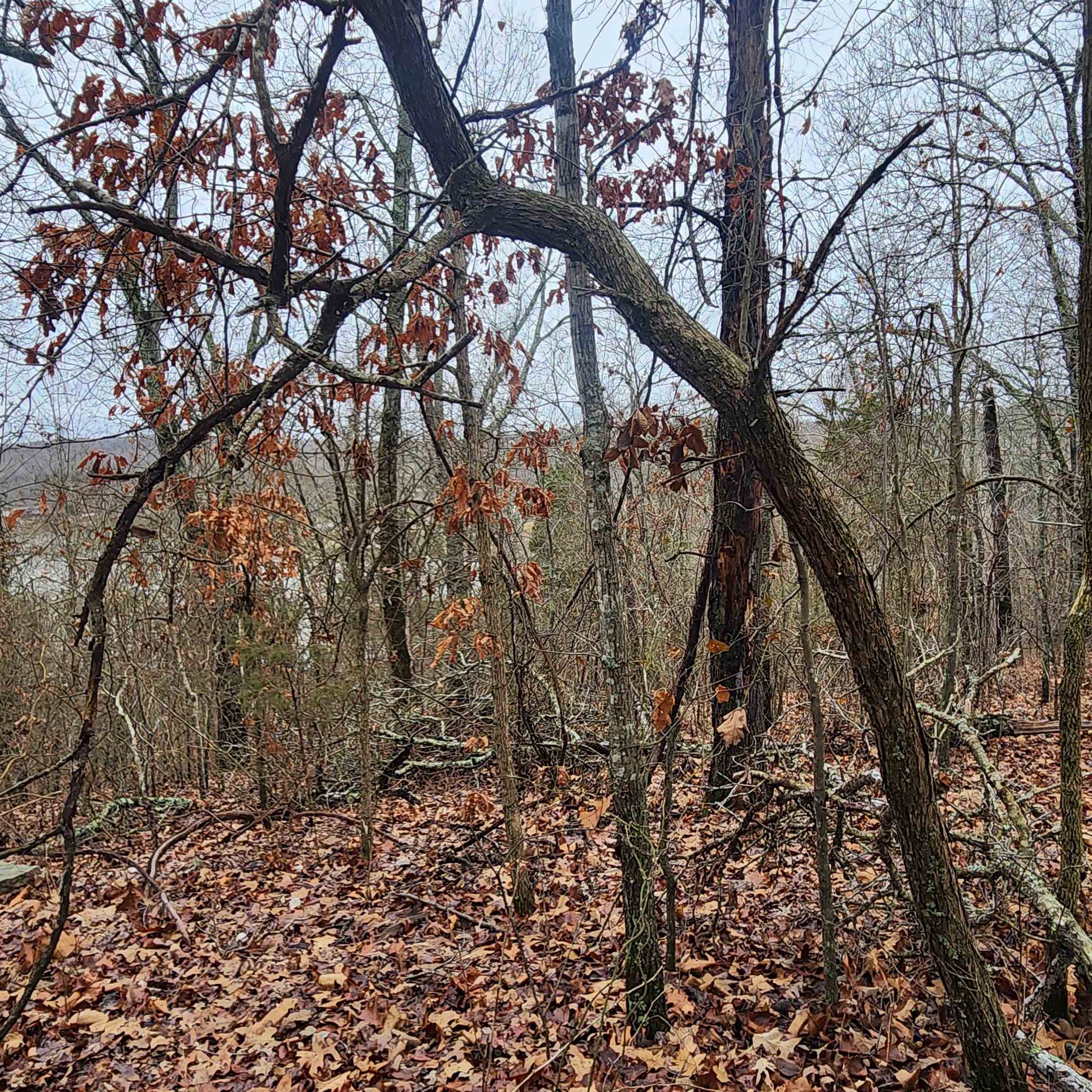 Vagabond Heights - Land