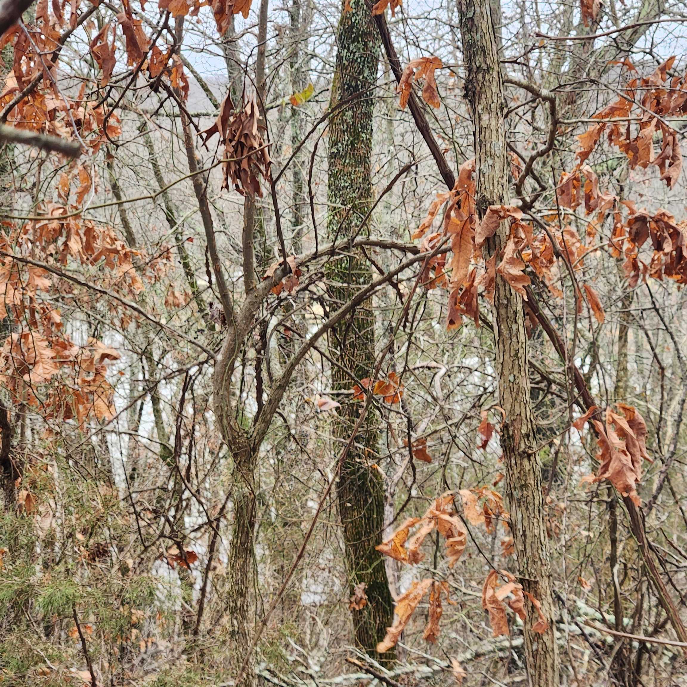 Vagabond Heights - Land