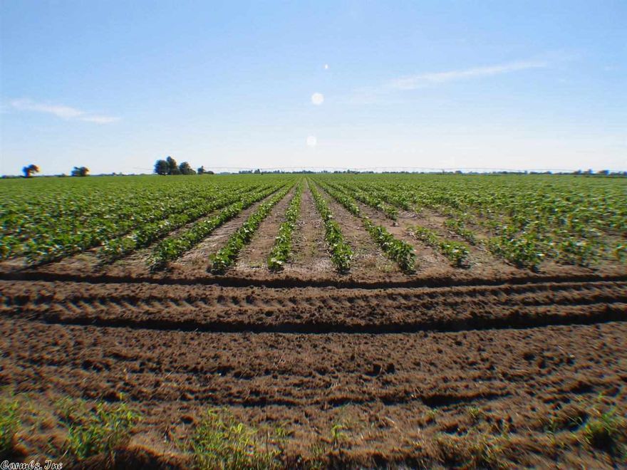40 Acres of farmland located in Craighead County