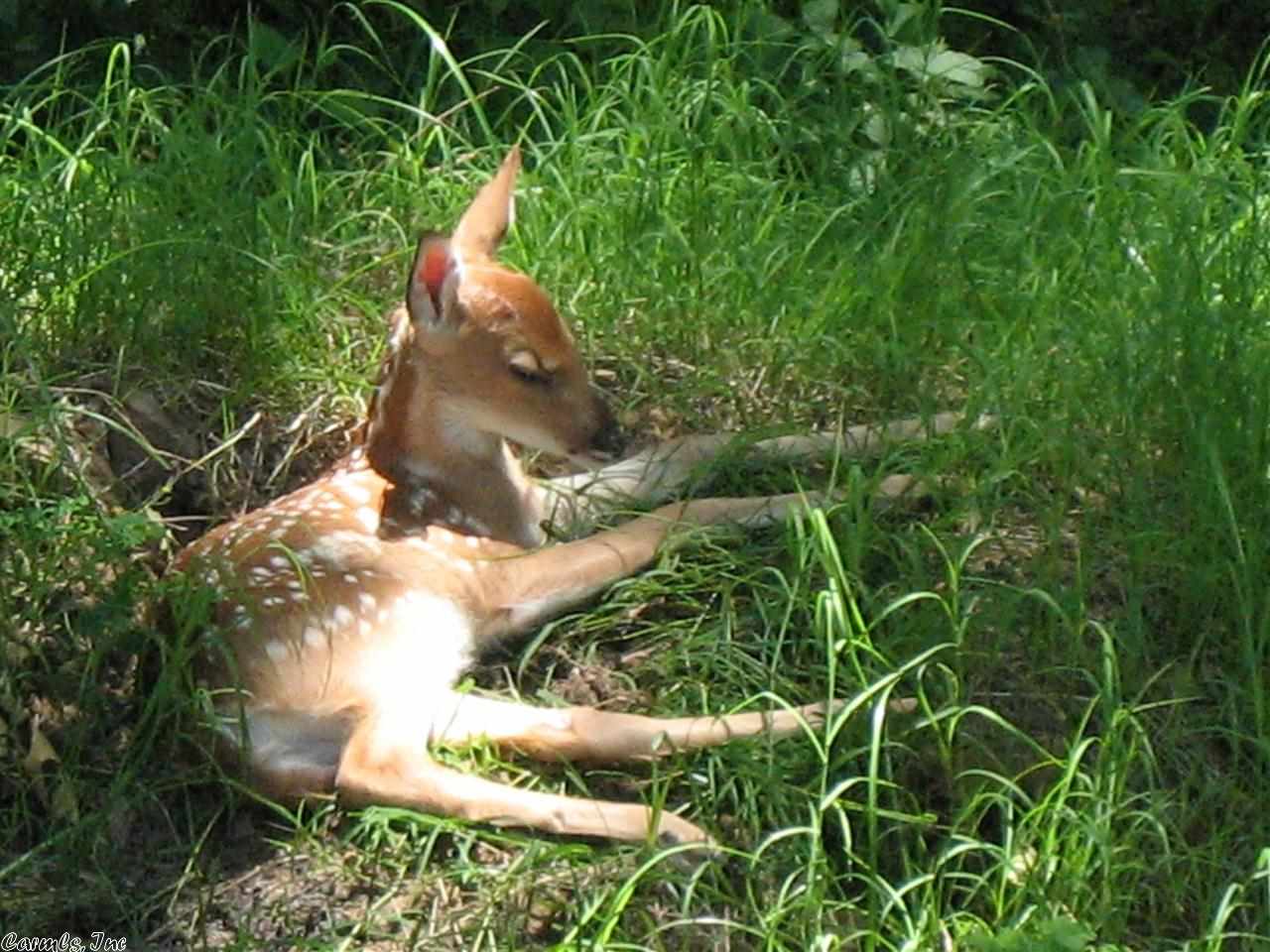 Candlewood - Residential