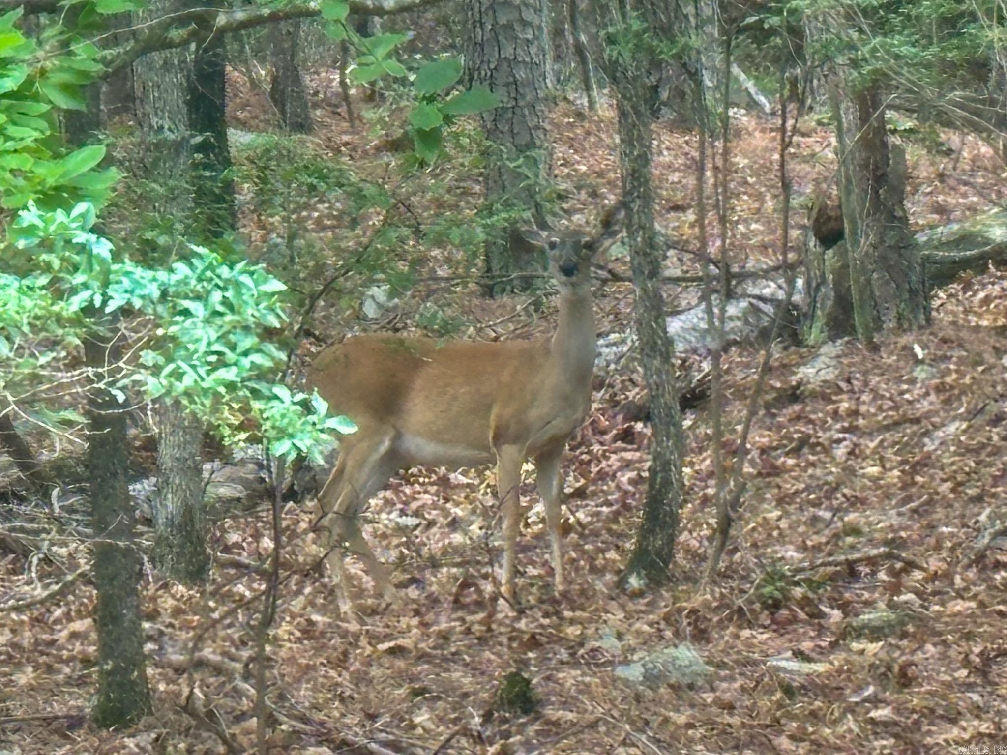 Hickory Nut Mountain Estates - Land
