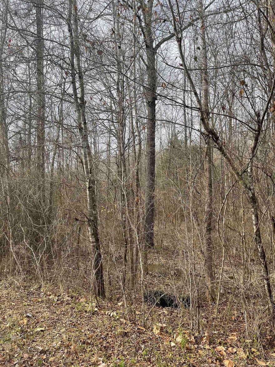 secluded, Lots of trees and wildlife.