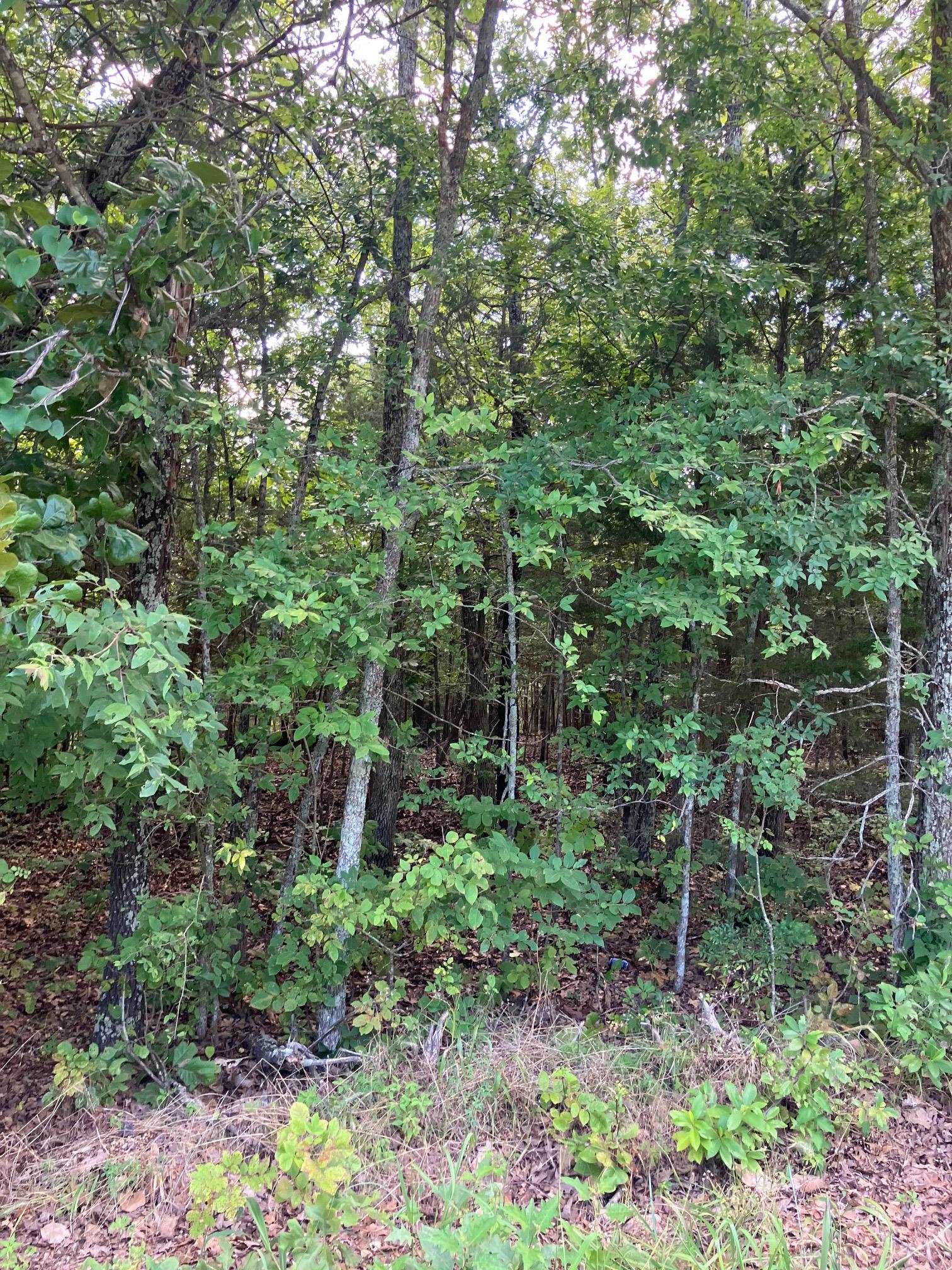 Kingswood Estates - Land