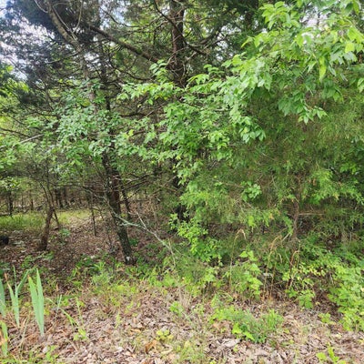 22 TOPEZ DR, CHEROKEE VILLAGE, AR 72529 - Image 26fc8910d4738511ce510d0bfcb6c8ff/2678323892