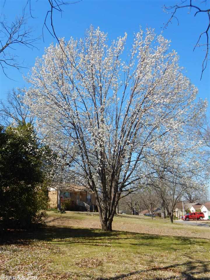 PARK HILL - Residential