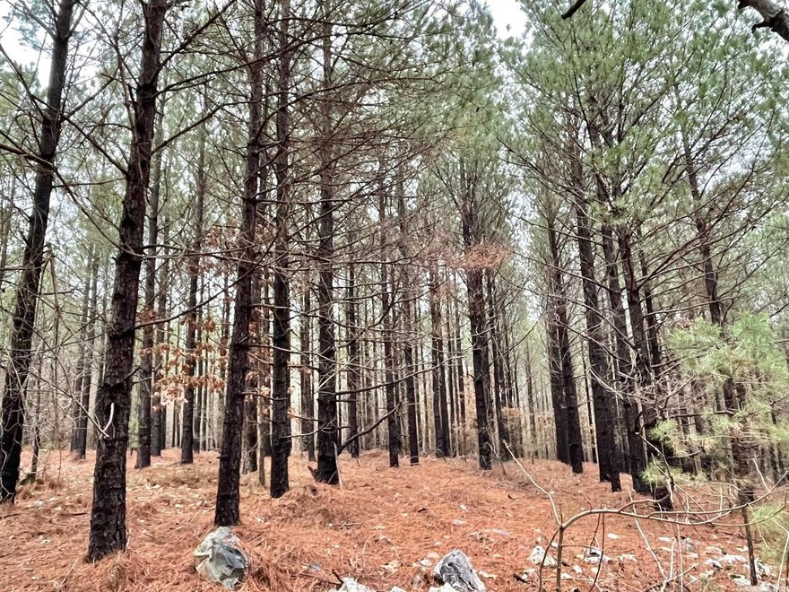 Great price on this 80 acre wooded tract in Fountain Lake School District, situated between Hot Springs and Hot Springs Village. Lots of beautiful new construction in this area. The property lies outside the city limits with no zoning restrictions. Easy road access with utilities available at the street. Timber was last cut in 2006 (replanted in pine that same year). There are some beautiful potential homesites on the property which, if cleared, would have sweeping views of the surrounding mountains.