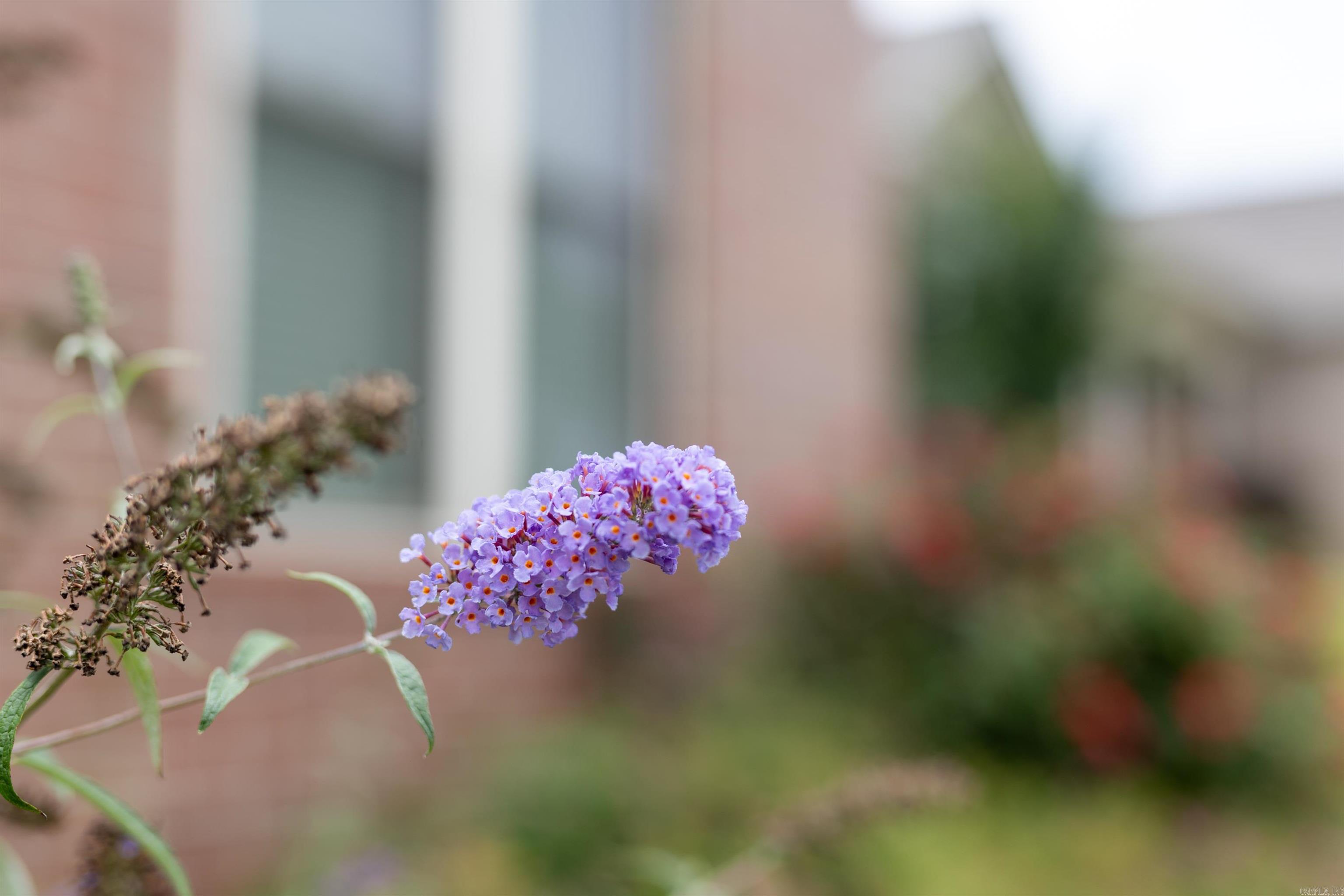 MILLERS CROSSING - Residential