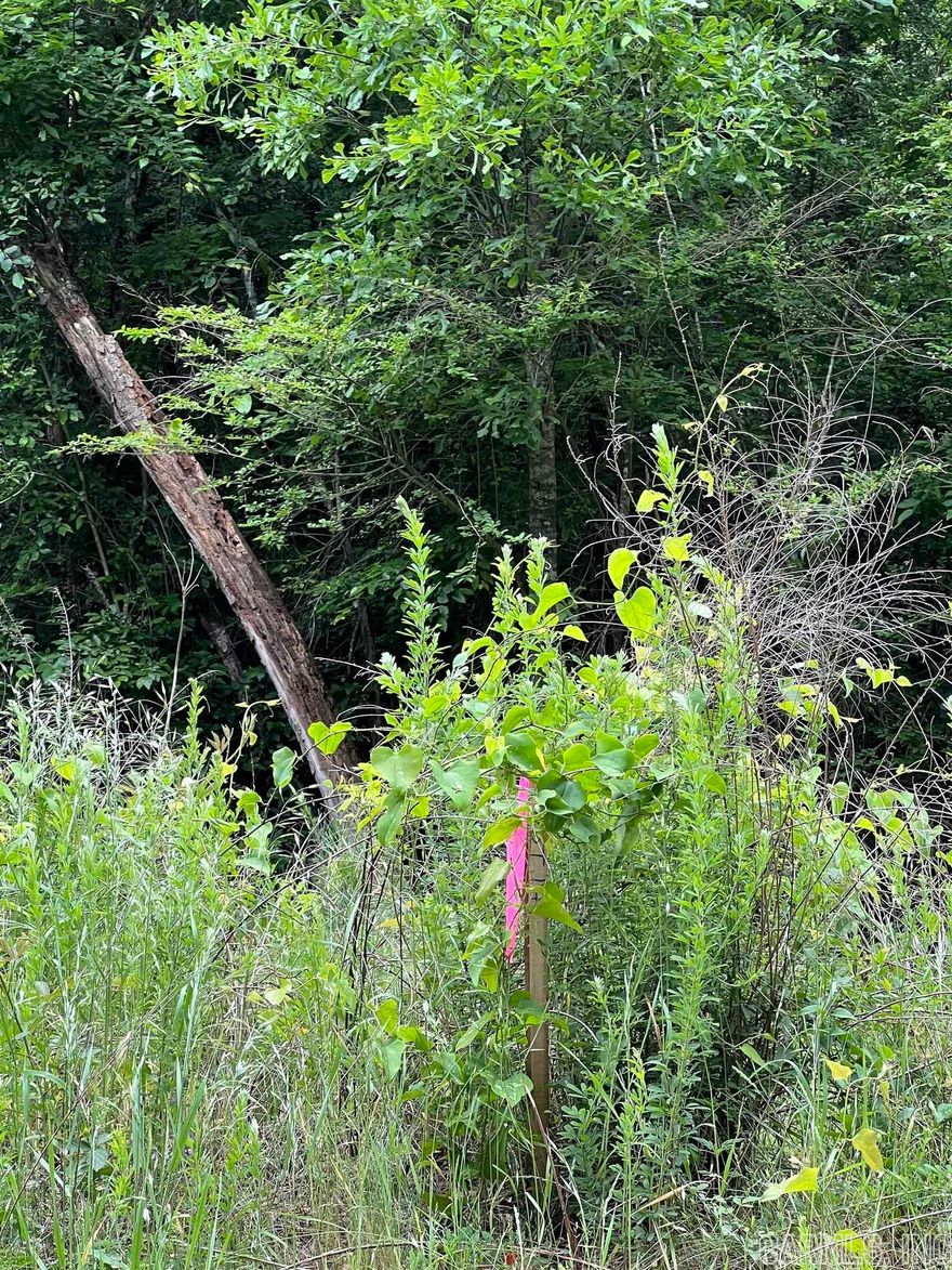 Lot # 17 Great wooded place to build or to put a mobile home. Near the Center Point school.