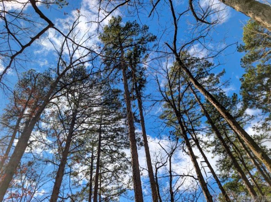 This lot is on a quiet secluded road with the property sitting up on a hill with beautiful views of the sky, rustic moss, and chirping birds.  Build your dream home here in the largest gated community in the US.  Note: Address is on AYORA LN