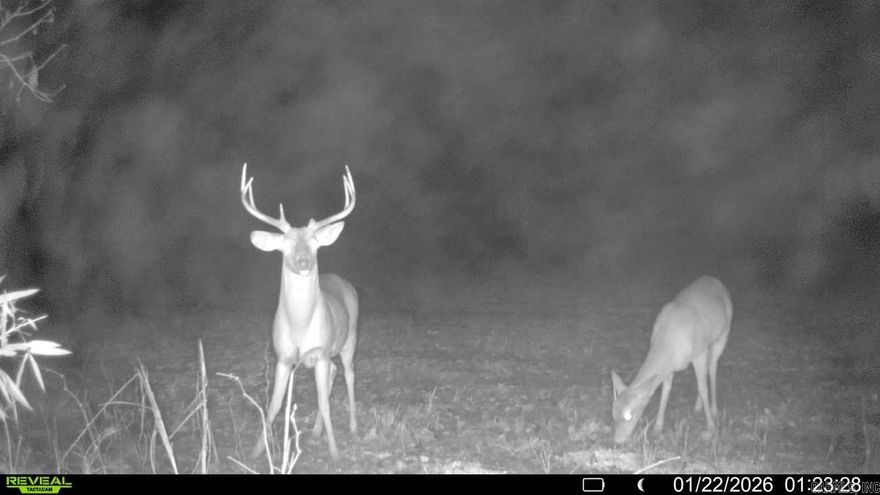 Located just west of the St. Francis River near Forrest City, Arkansas, this 80± acre property offers an excellent blend of productive farmland, mature timber, and year-round water.  The tract includes approximately 18± acres of tillable farm ground, currently suited for row crop production or food plots, providing both income potential and strong wildlife attraction. The remaining acreage is wooded, offering excellent cover for deer and turkey and creating a natural travel corridor through the property.  An all-year creek runs through the center of the land, adding scenic beauty and a dependable water source for wildlife. With the St. Francis River just to the east, this property sits in a highly desirable area known for strong hunting, fertile soils, and recreational opportunities.  This property's layout makes it ideal for:  Hunting & recreational use Farm income with added wildlife value Long-term land investment Private retreat or weekend getaway Potential Home Site Conveniently located with access to nearby highways while still offering privacy and seclusion, this is a rare opportunity to own a versatile tract in a sought-after area of St. Francis County.