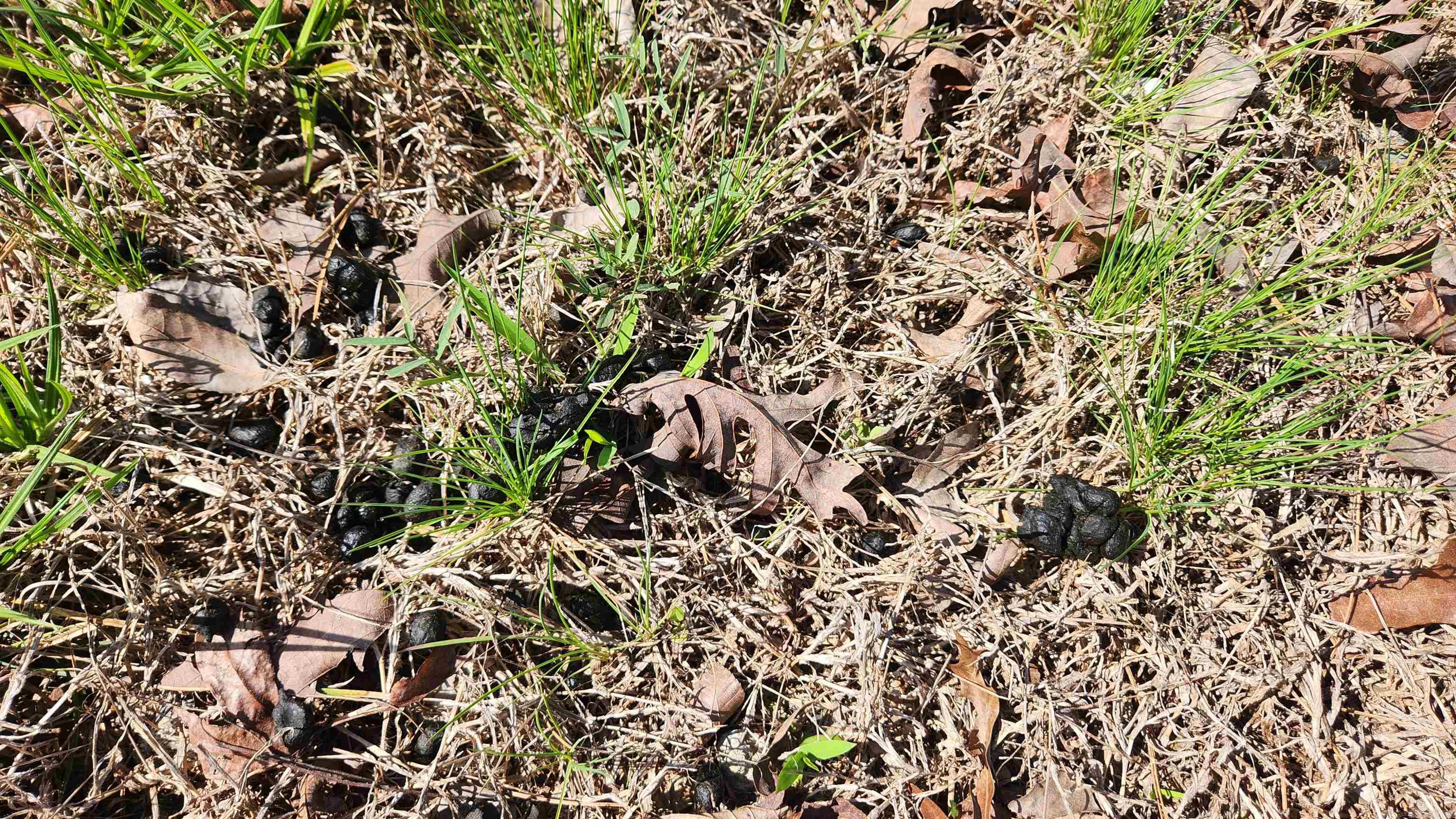 REVAS RETREAT - Land