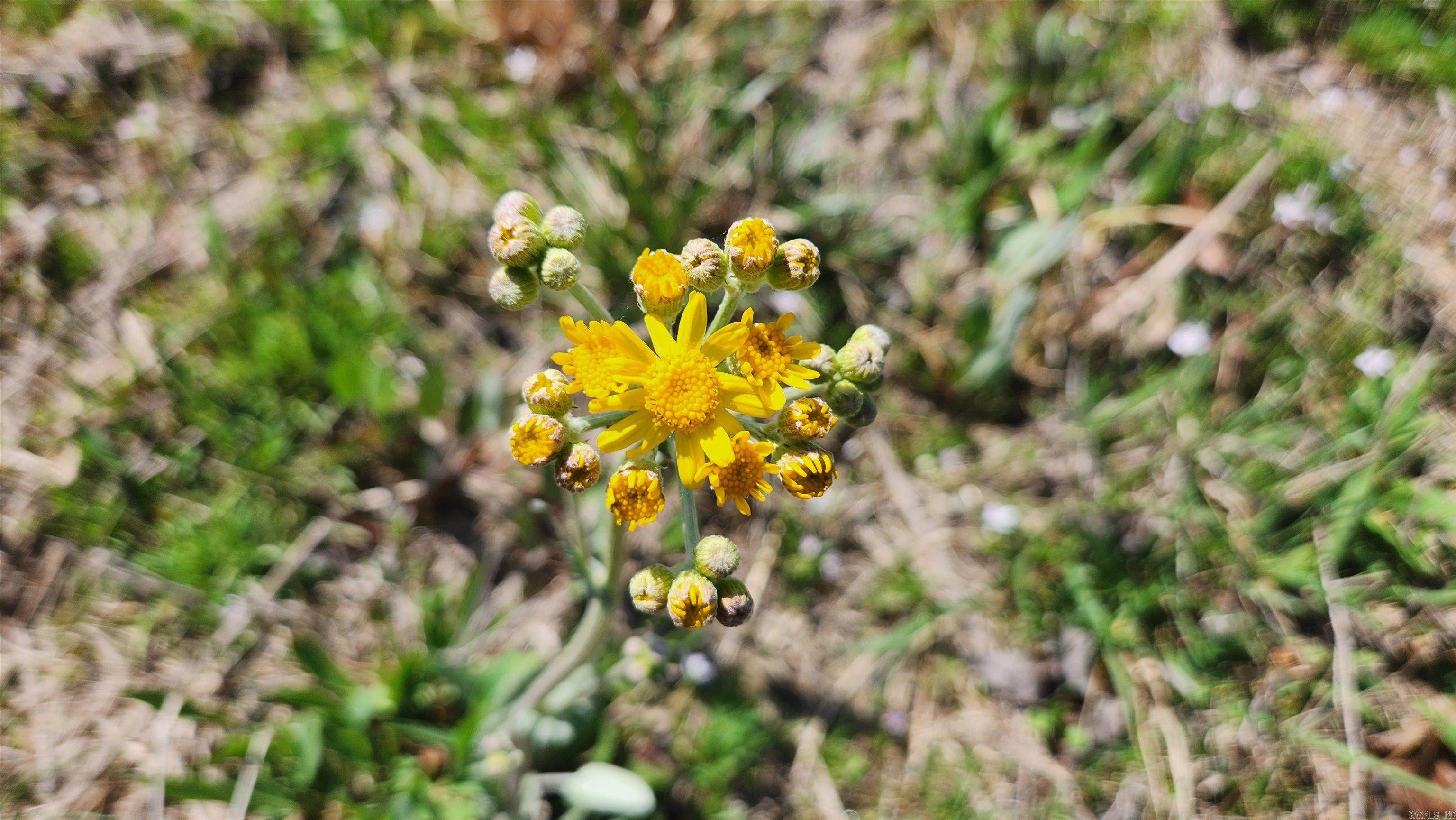 REVAS RETREAT - Land