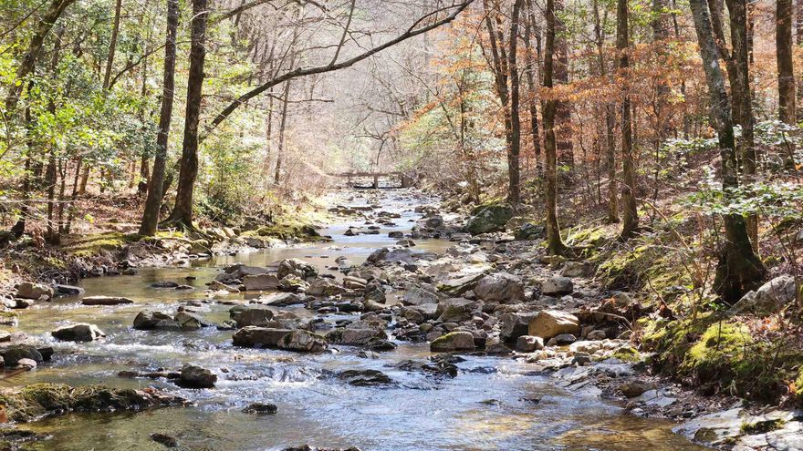 Looking for the holy grail? Creek front property that borders National Forest? This one of a kind property is located on the bank of year-round Brushy Creek, Smoke Rock Creek and Bear Wallow Hollow Creek, and is just 3 miles to the famous Cossatot River!   With electricity already on site, the recently surveyed property boasts multiple build sites, with one that’s been recently cleared, graveled and outfitted with a new 2019 Jayco 28BHDS trailer, Brand new deck, 20ft one trip shipping container with added windows, a 500 gallon spring cistern, and a NEW RV 550 gallon septic. The property also has a 200 ft well that produces 10 gallons/min and has been recently water tested, and an additional septic tank.   The Brushy Creek bank has also been cleared, giving the property easy access to this beautiful, fresh flowing water way! Across the creek, this property continues up the side of the National Forest’s Hannah Mountain!  LOVE to ride ATV’s? this property is perfectly situated to enjoy our WORLD CLASS trail system!  If you’re in the market for a STUNNING getaway in the forest, look no further than this tucked away piece of paradise.