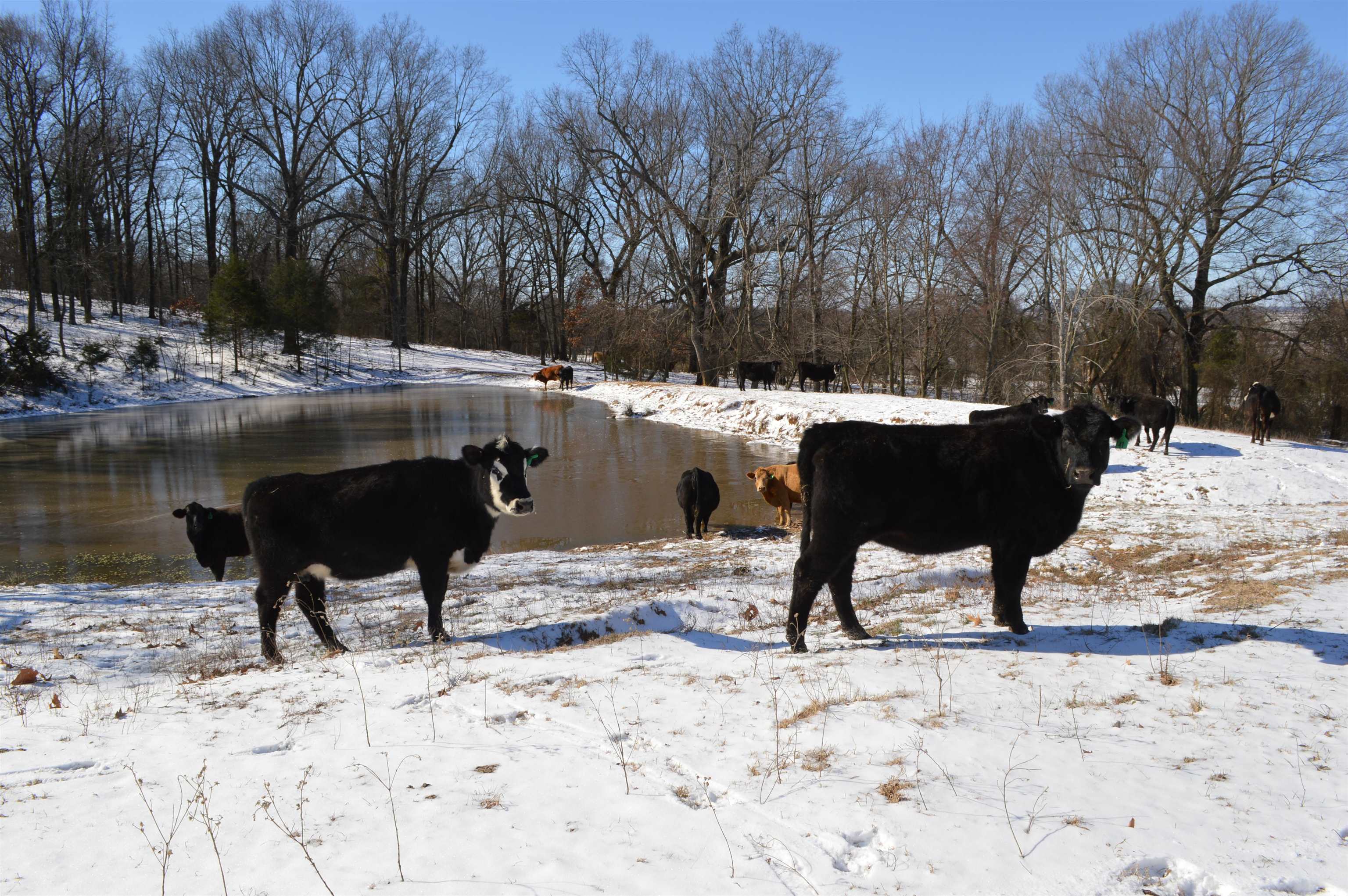 Metes & Bounds - Land