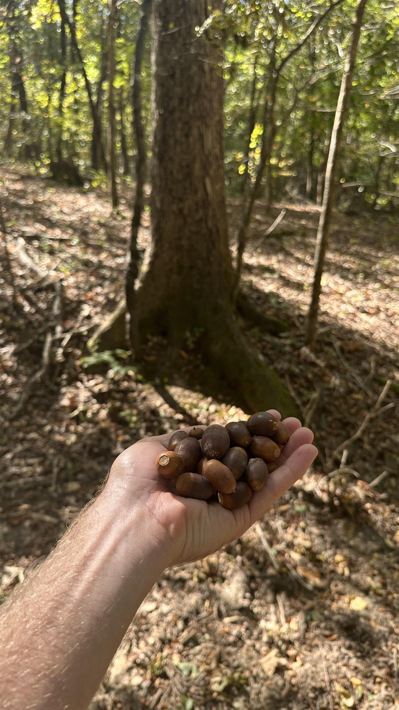 Metes & Bounds - Farm