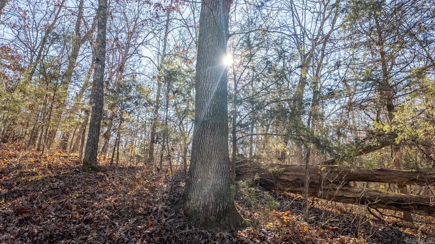 TAYLOR FOSTER BRANCH - Land