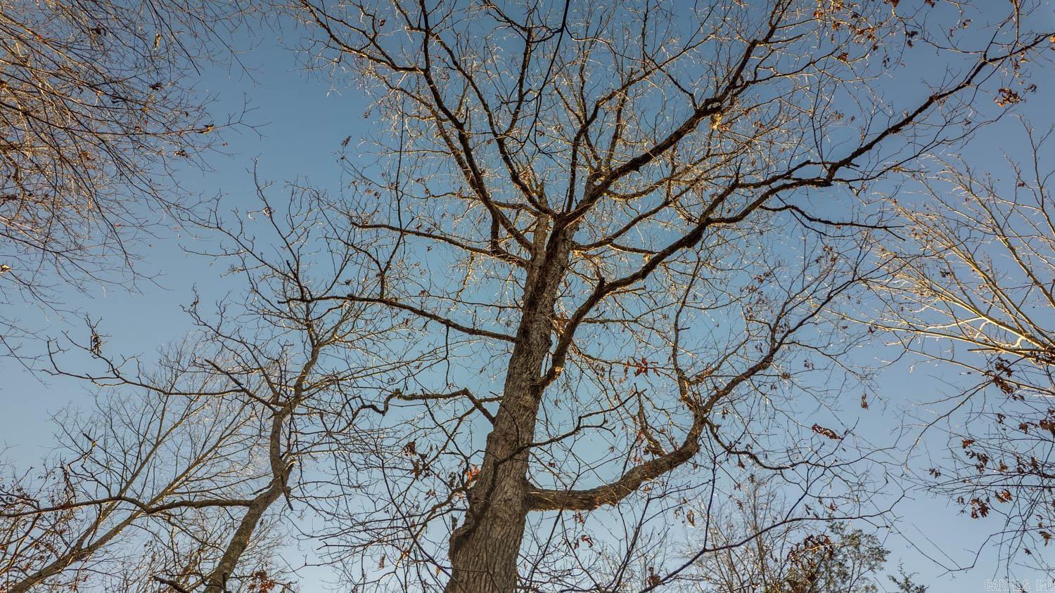 TAYLOR FOSTER BRANCH - Land