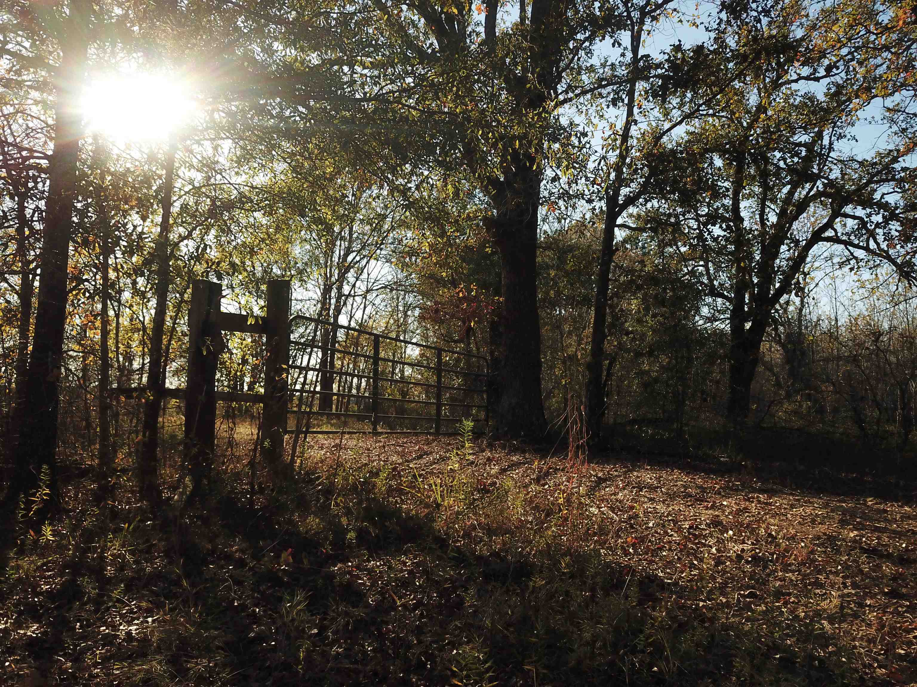 Conveniently located in the southwest corner of Arkansas, just 9 miles west of Ashdown, this 662 +/- contiguous acre hunting club has served many years as a trophy buck production club. Just 160 miles from Dallas, this well-maintained and managed whitetail facility with a proven record of massive racks is ready for its new owners. If waterfowl is your thing then you will also have the opportunity to harvest limits of greenheads from the green timber.