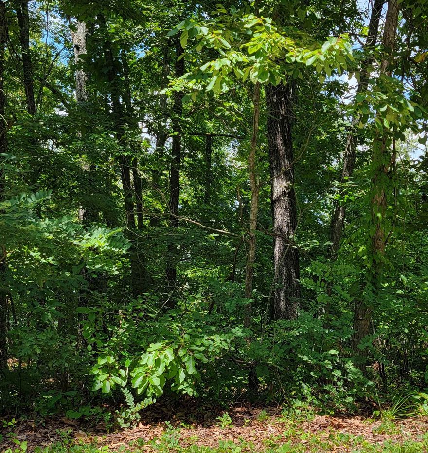 Vacant land 2 lots, Electric and water at the road.