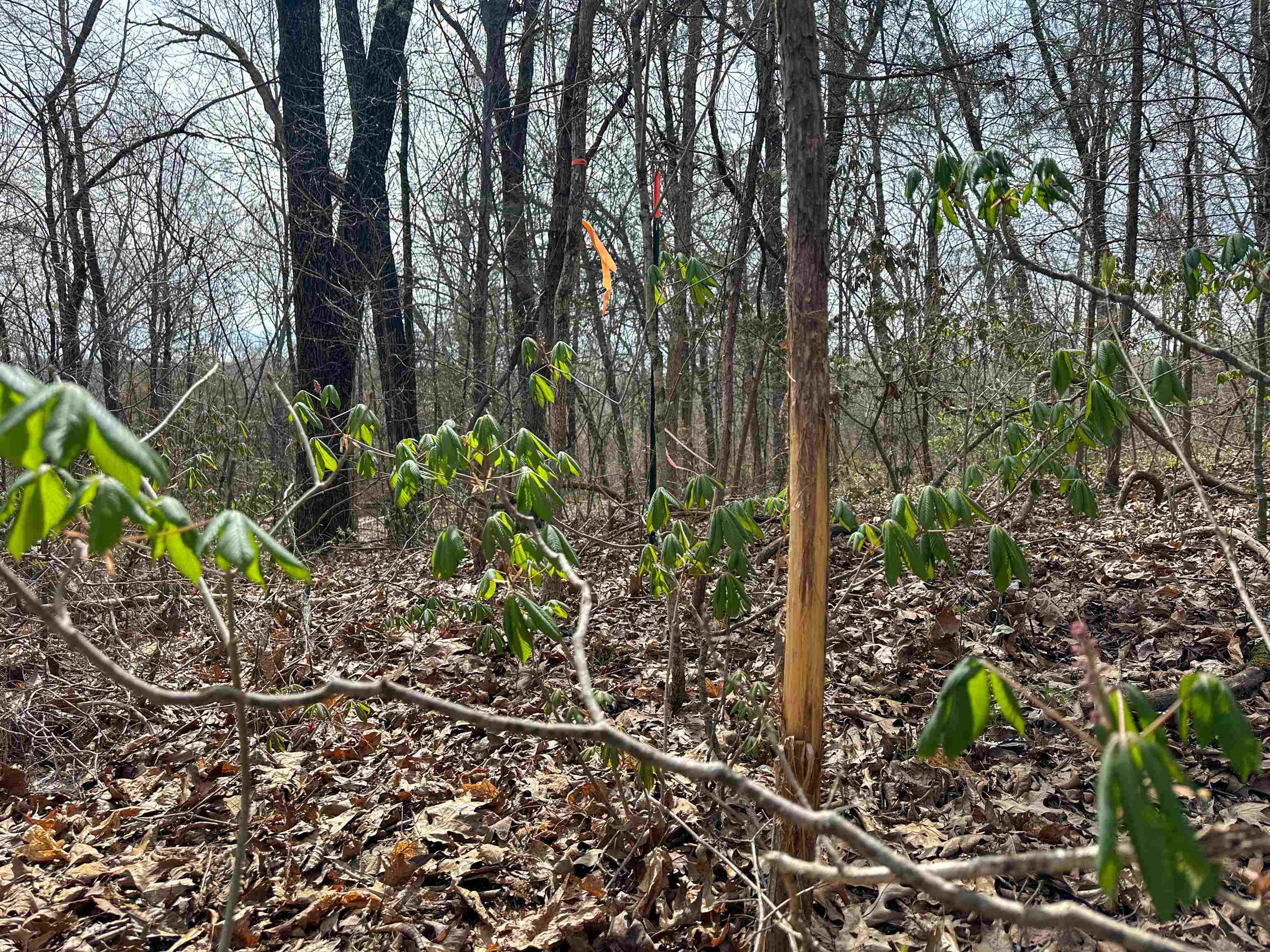 Metes & Bounds - Land