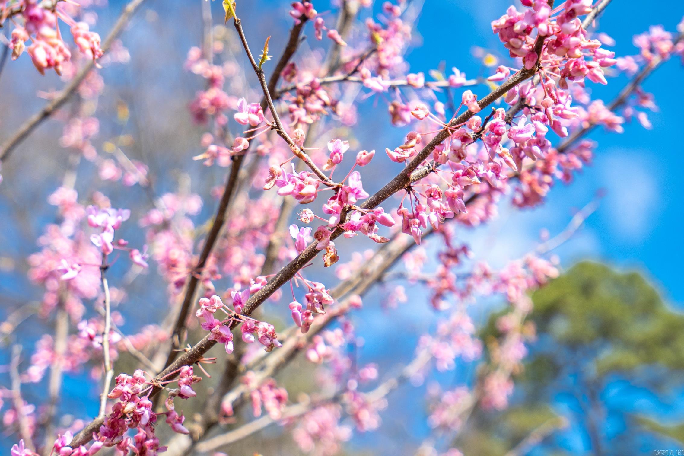 BEVERLY HILLS - Residential