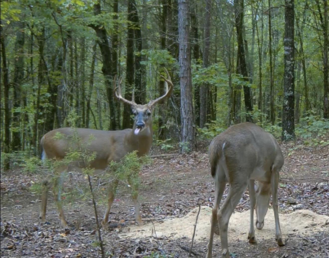 Metes & Bounds - Land