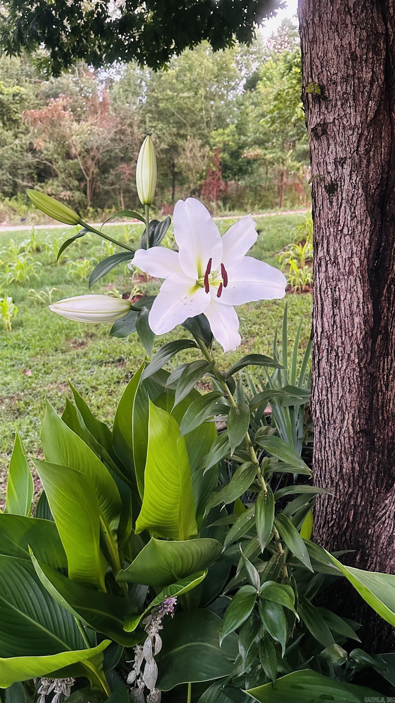 McPherson Springs Phase 2 - Residential