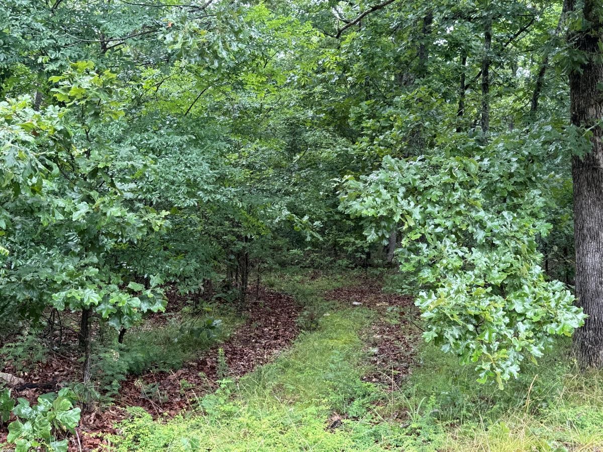 Whether you're looking for hunting ground or a place to build, this acreage is great for either one. The ground has mostly woods with a few trails, and it's mostly flat. There is electric at the road. No restrictions makes this land even more desireable!